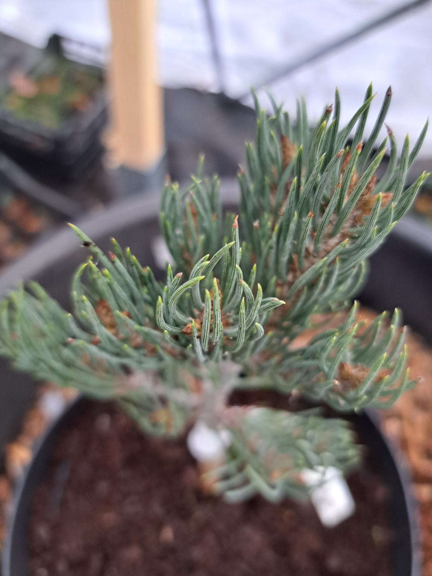 Pinus monophylla 'The Brad' - 15-20 cm