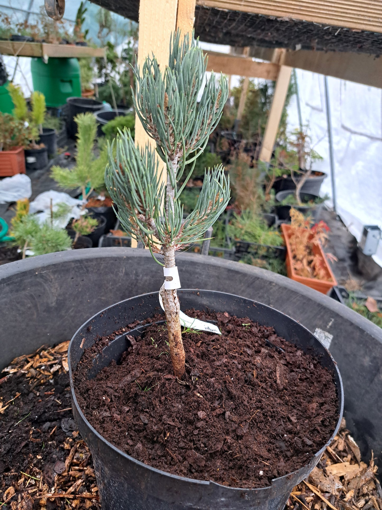 Pinus monophylla 'The Brad' - 15-20 cm