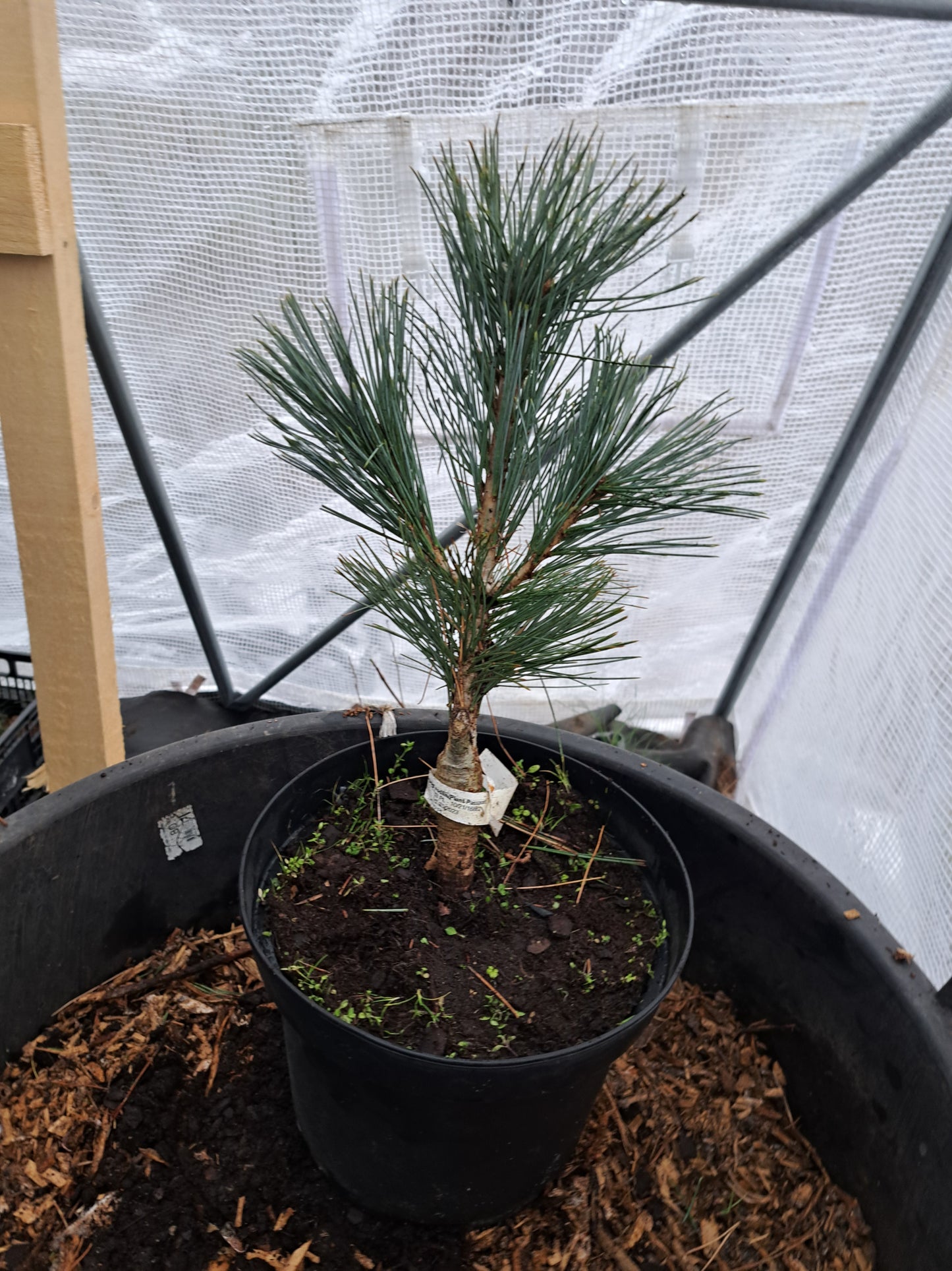 Pinus flexilis 'Firmament' - 30-40 cm