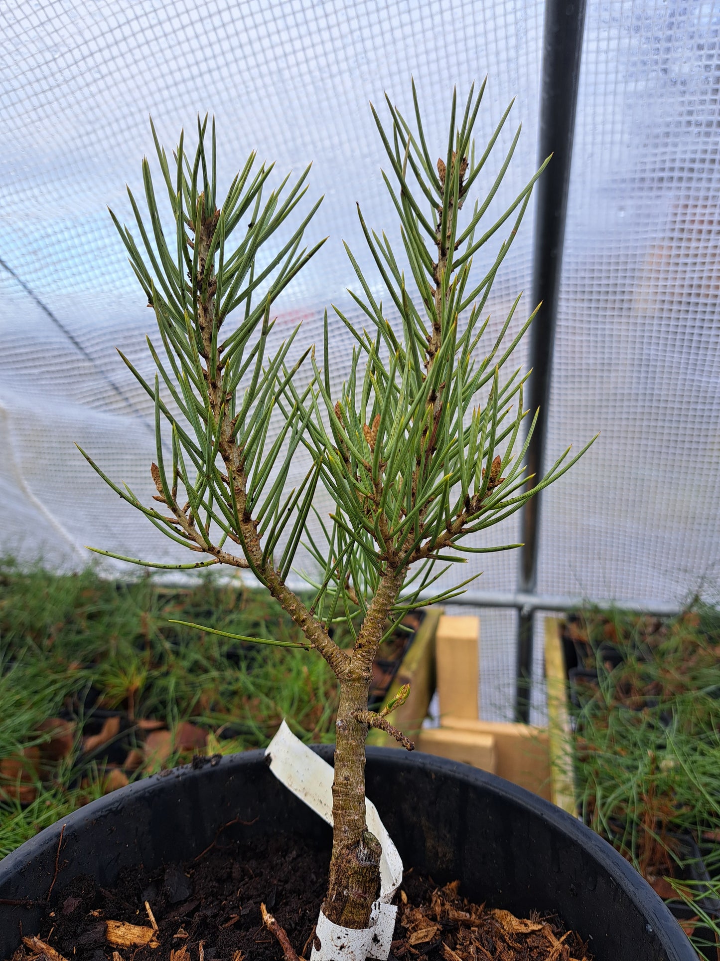 Pinus monophylla