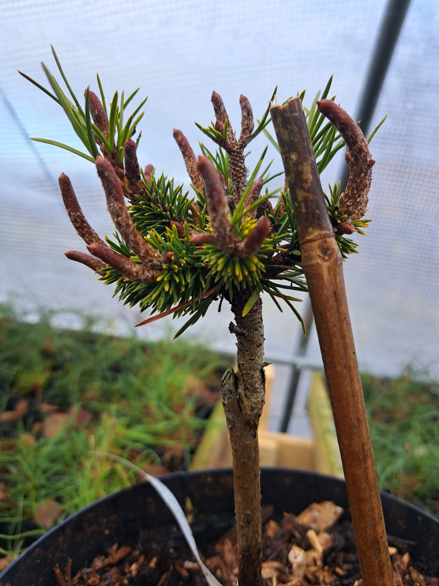 Pinus contorta 'JERRY WB SDL'