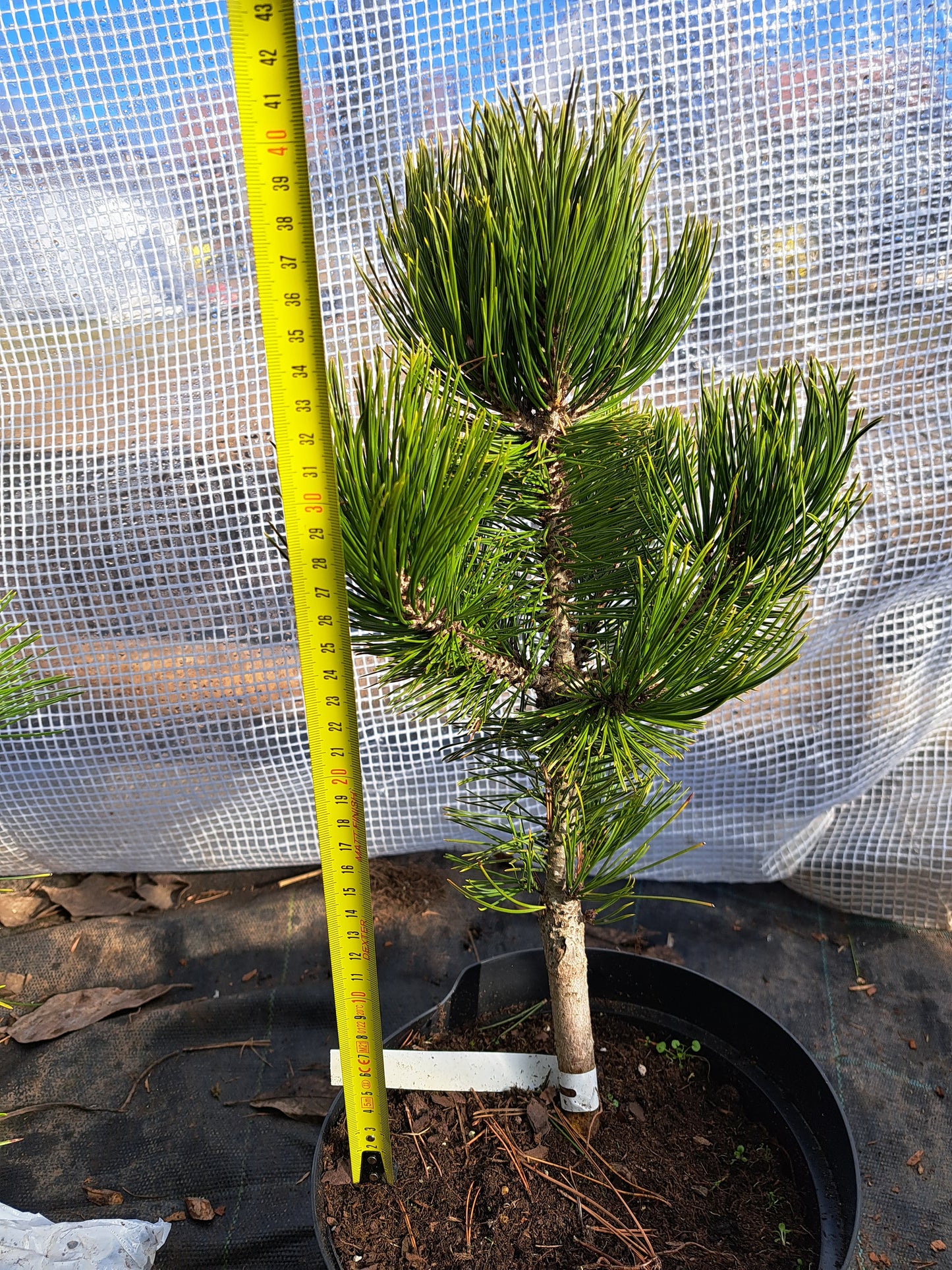Pinus heldreichii/leucodermis 'White Cloud' - 40 cm