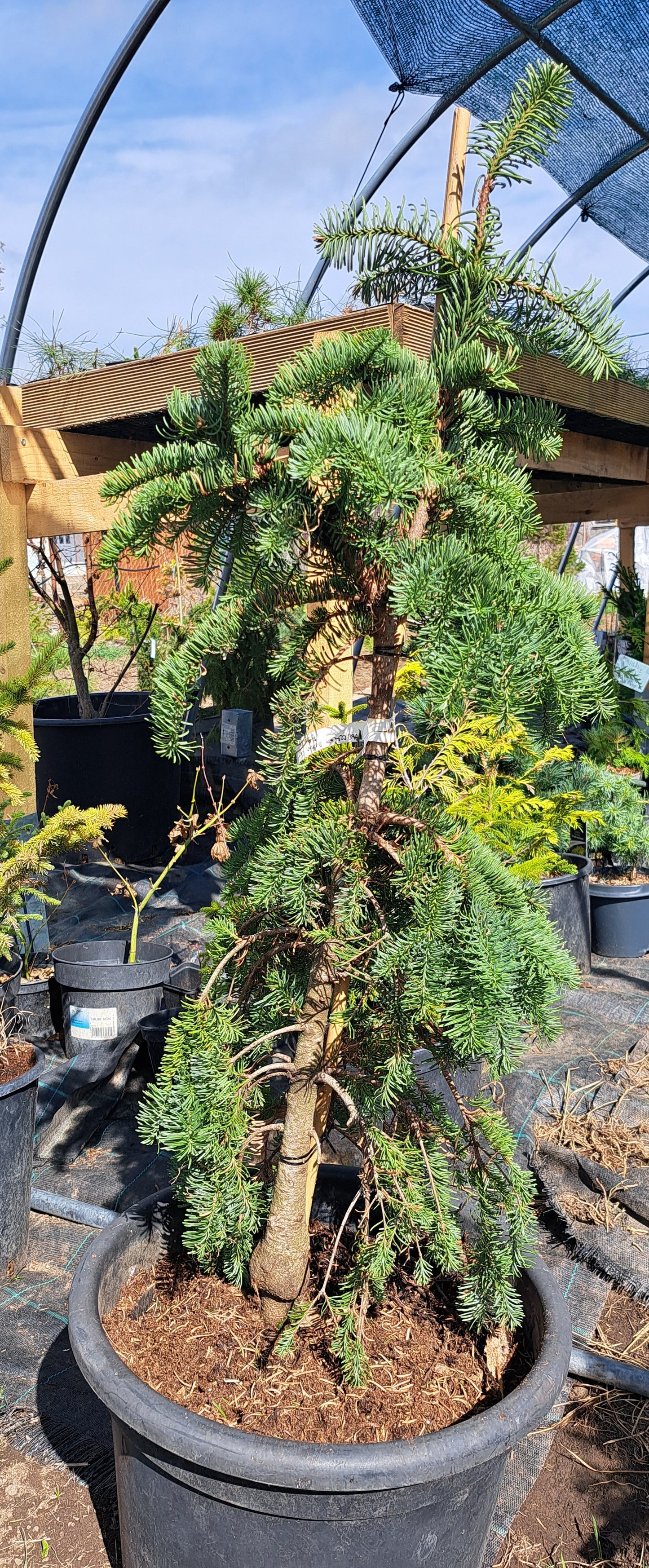 Brad - Abies procera 'Delbar Cascade' - 60-80 cm