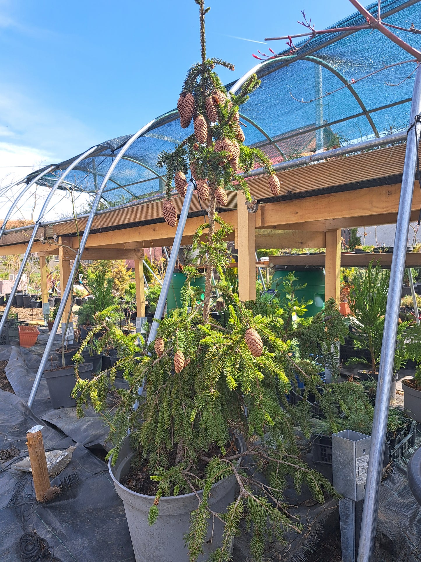 Molid 'Acrocona' - Picea abies 'Acrocona' - 1,2 m