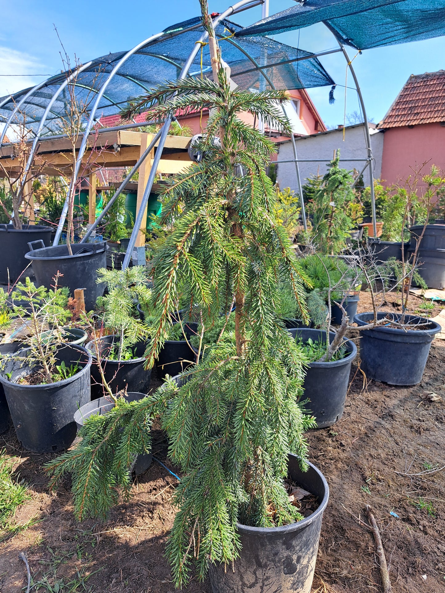 Picea omorika 'Pendula' - 80-100 cm