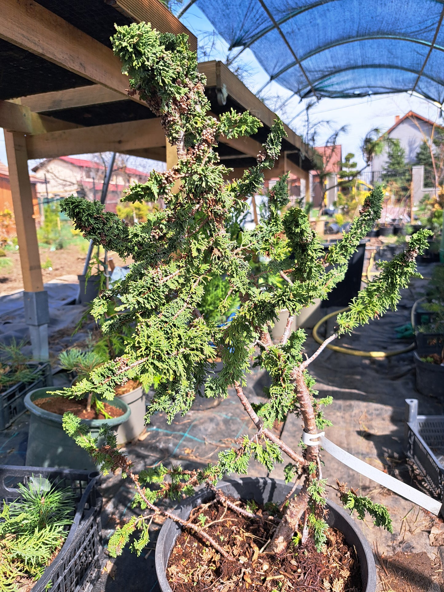 Thuja occidentalis 'Sagrada' - 65cm