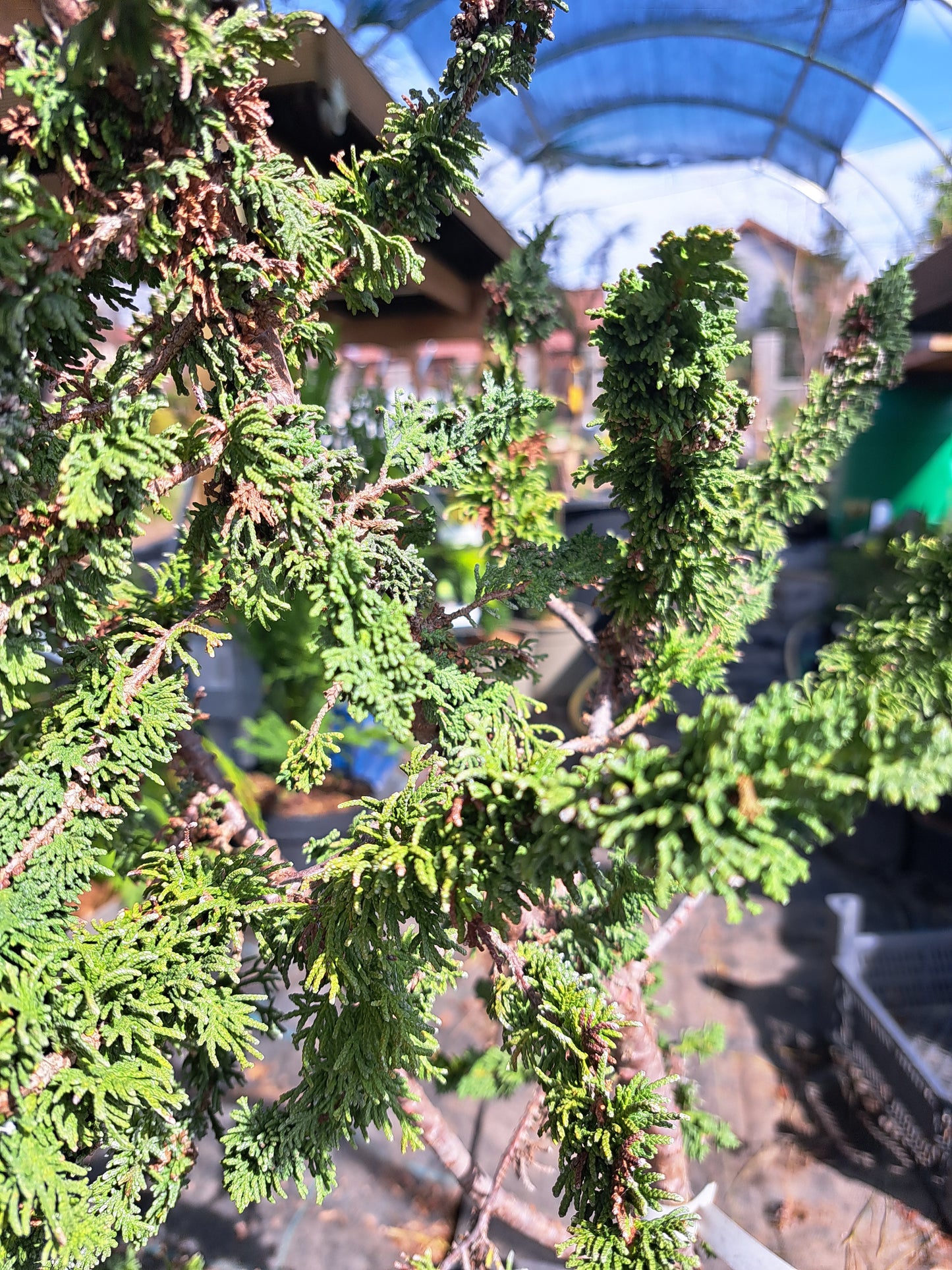 Thuja occidentalis 'Sagrada' - 65cm