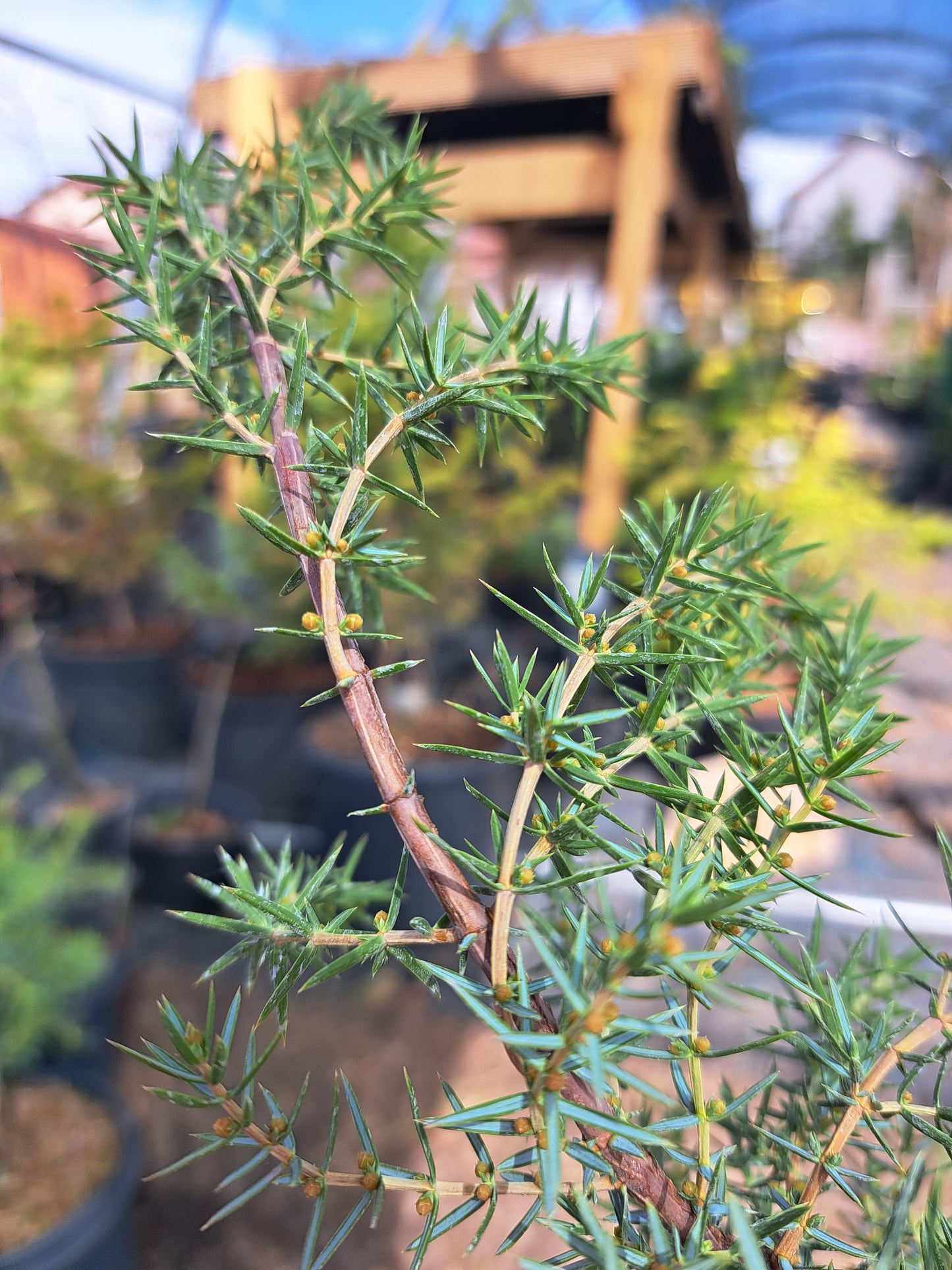 Juniperus Communis 'Horstmann Weeping' - 60-80 cm