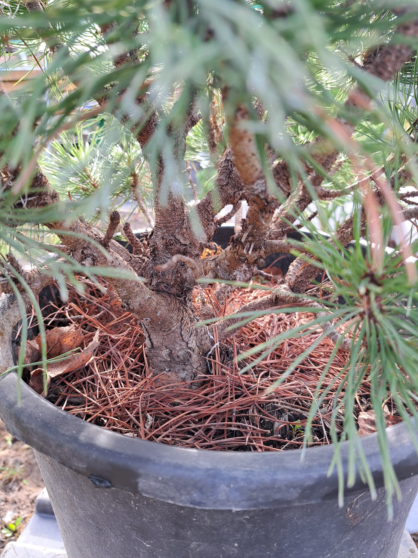 Pinus mugo globular 'Varella' - 55 cm