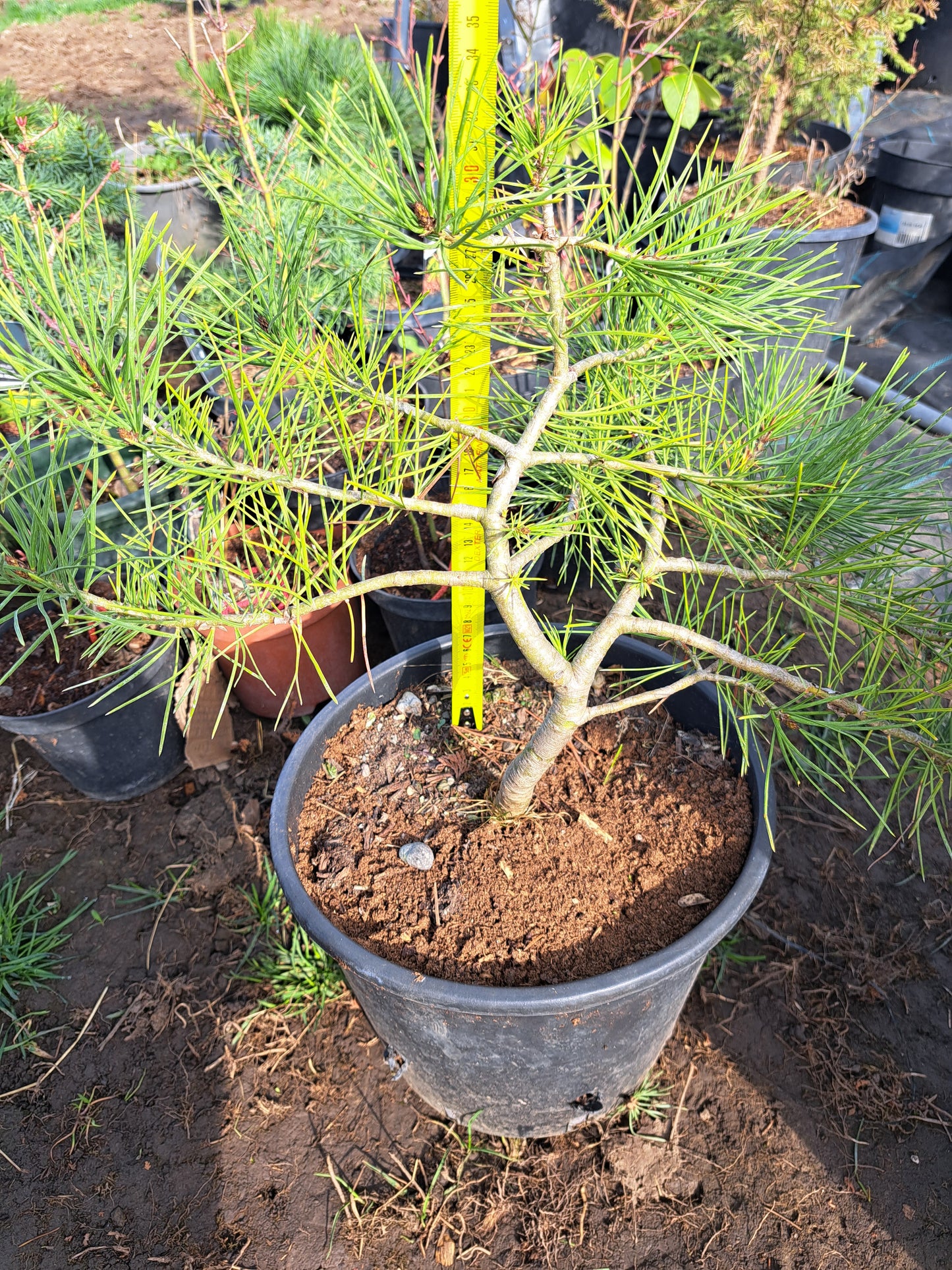 Pinus bungeana - Lacebark pine 35 cm