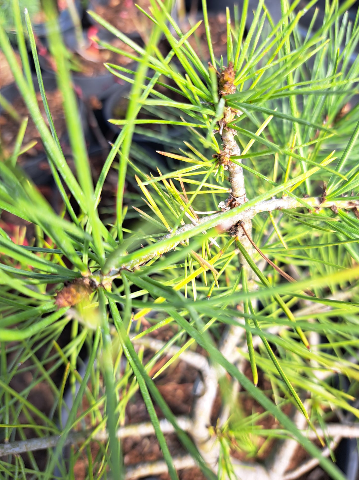 Pinus bungeana - Lacebark pine 35 cm