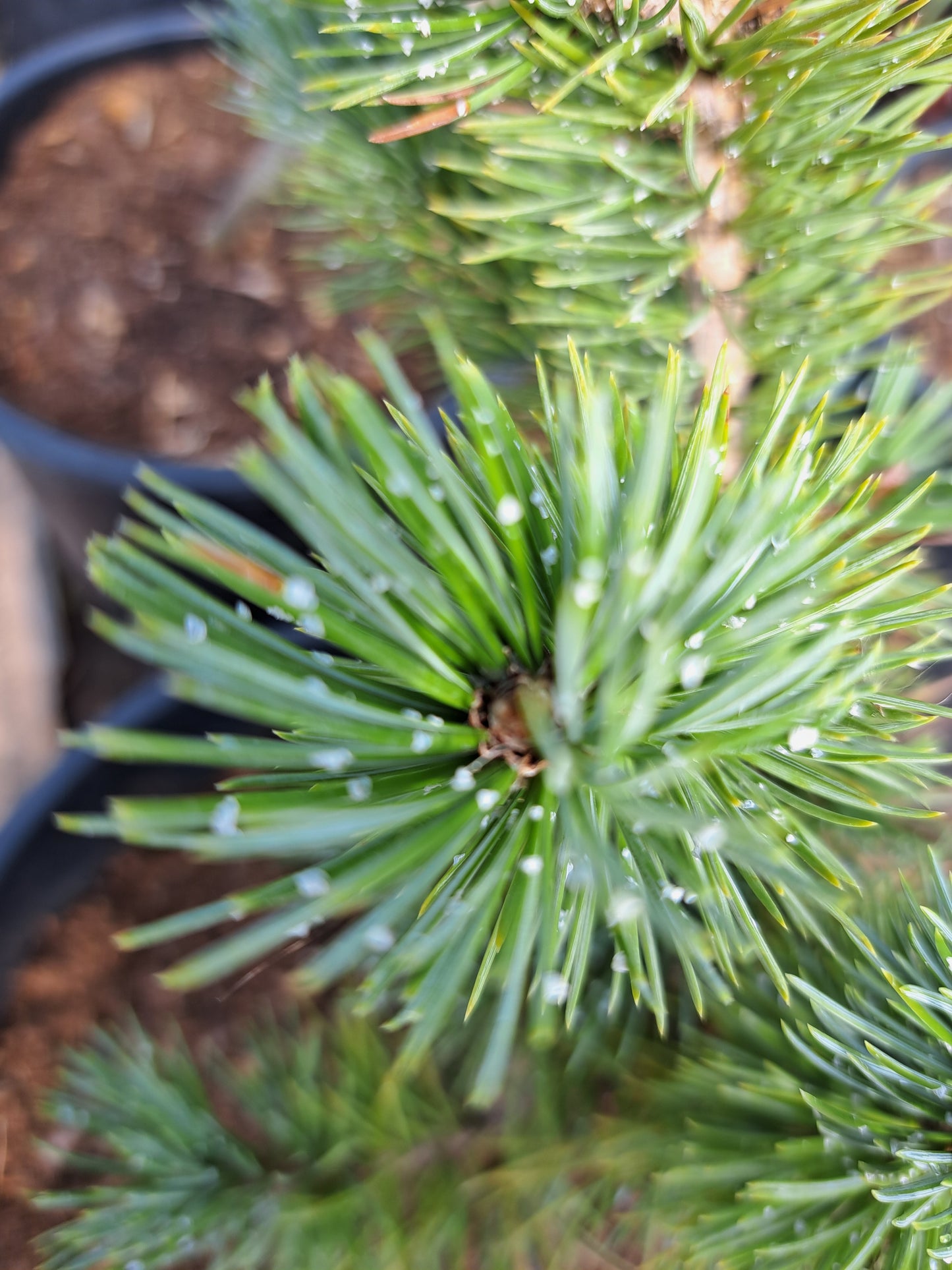 Pinus aristata - 10-15 cm