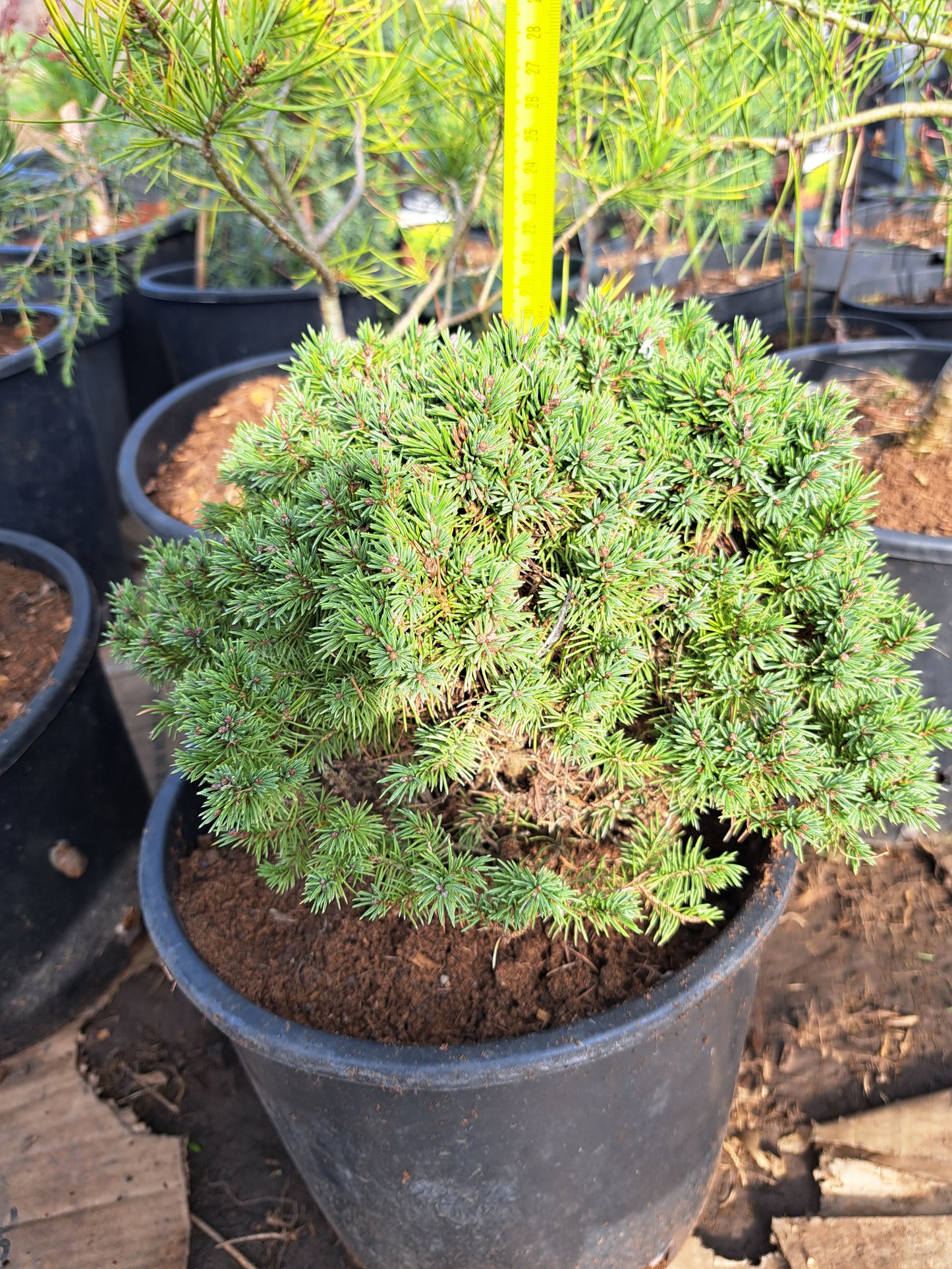 Picea glauca 'Alberta Globe' 20 cm