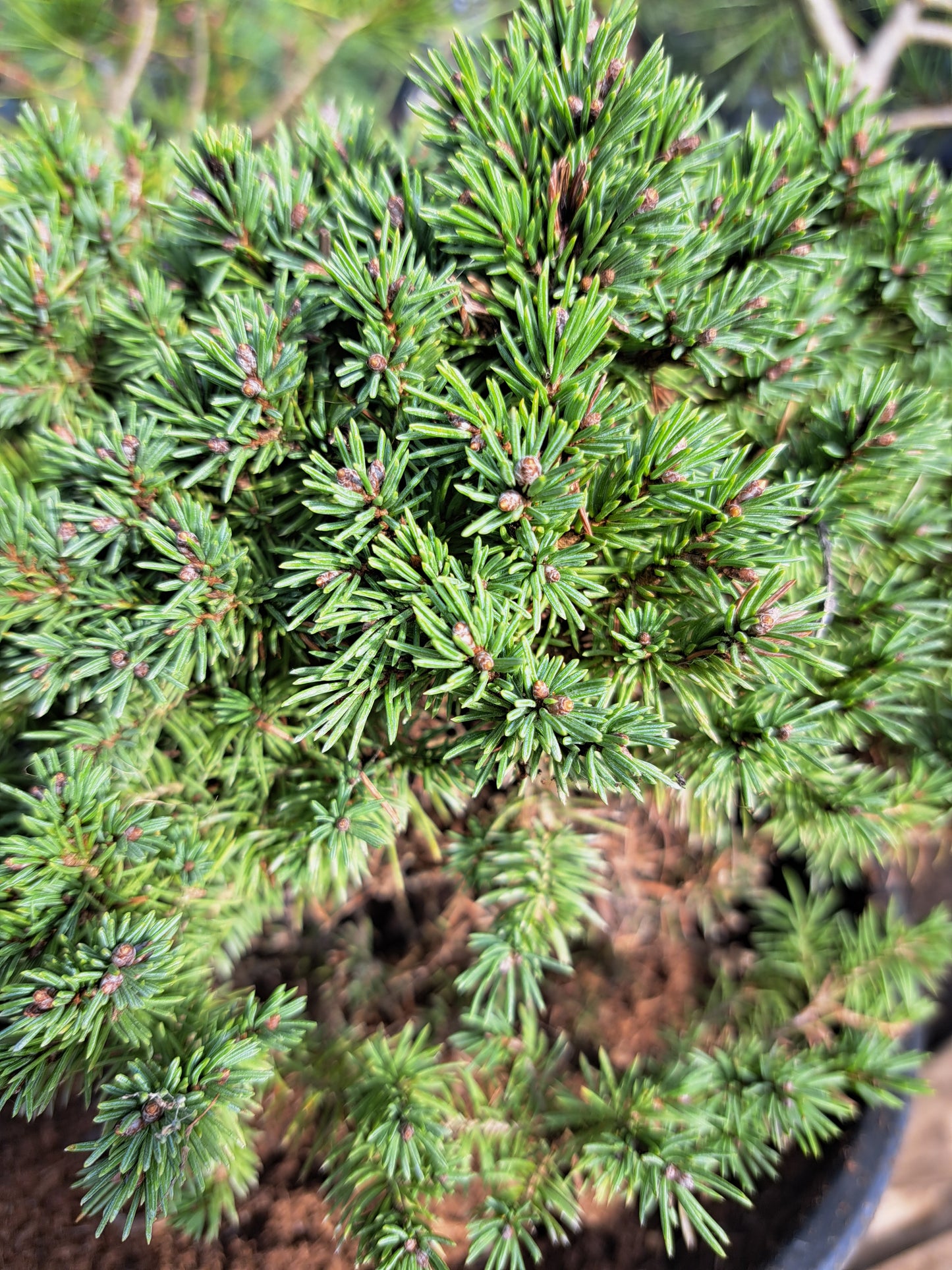 Picea glauca 'Alberta Globe' 20 cm