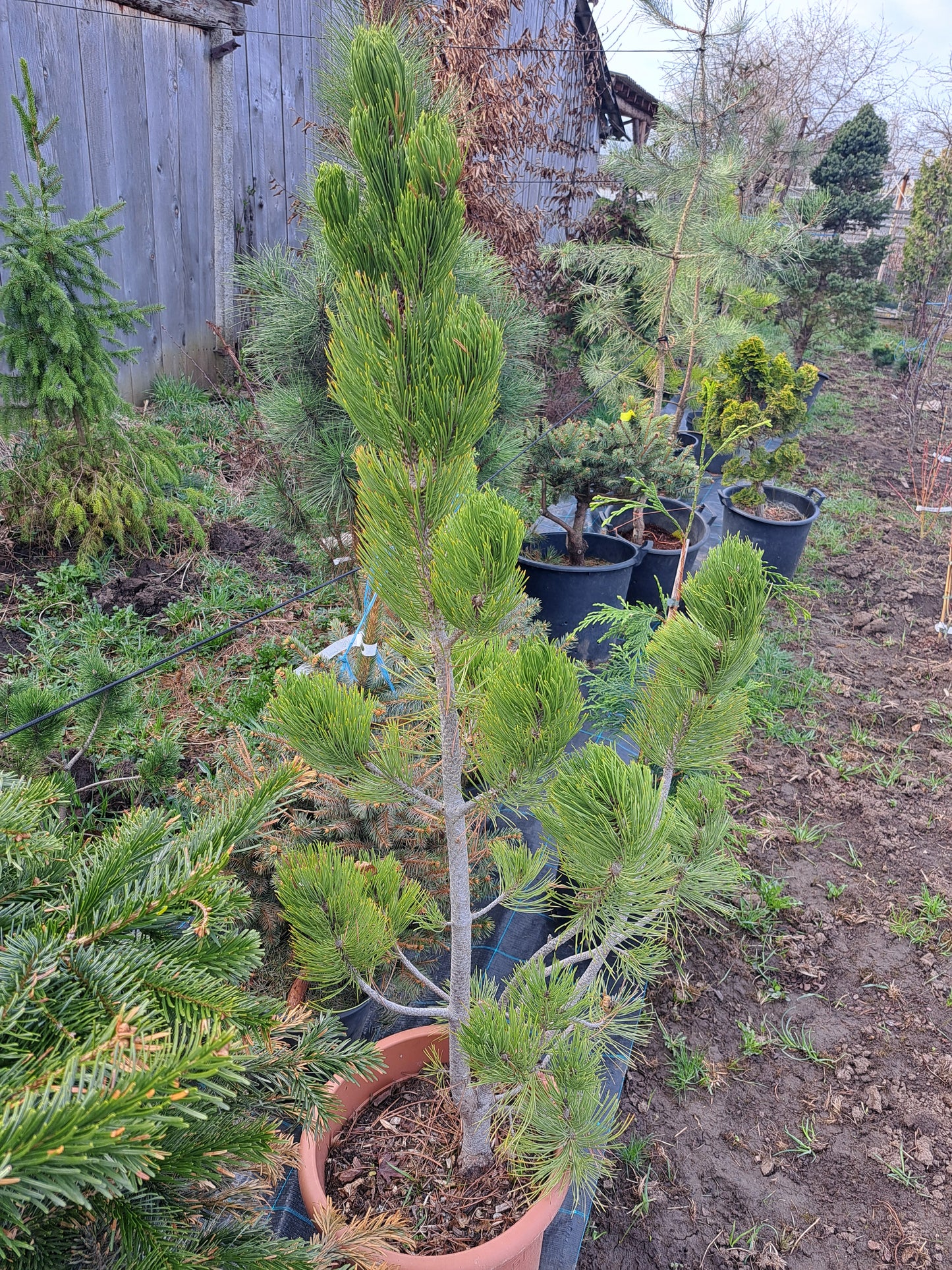 Pinus leucodermis 'Satellit' - 1,25m