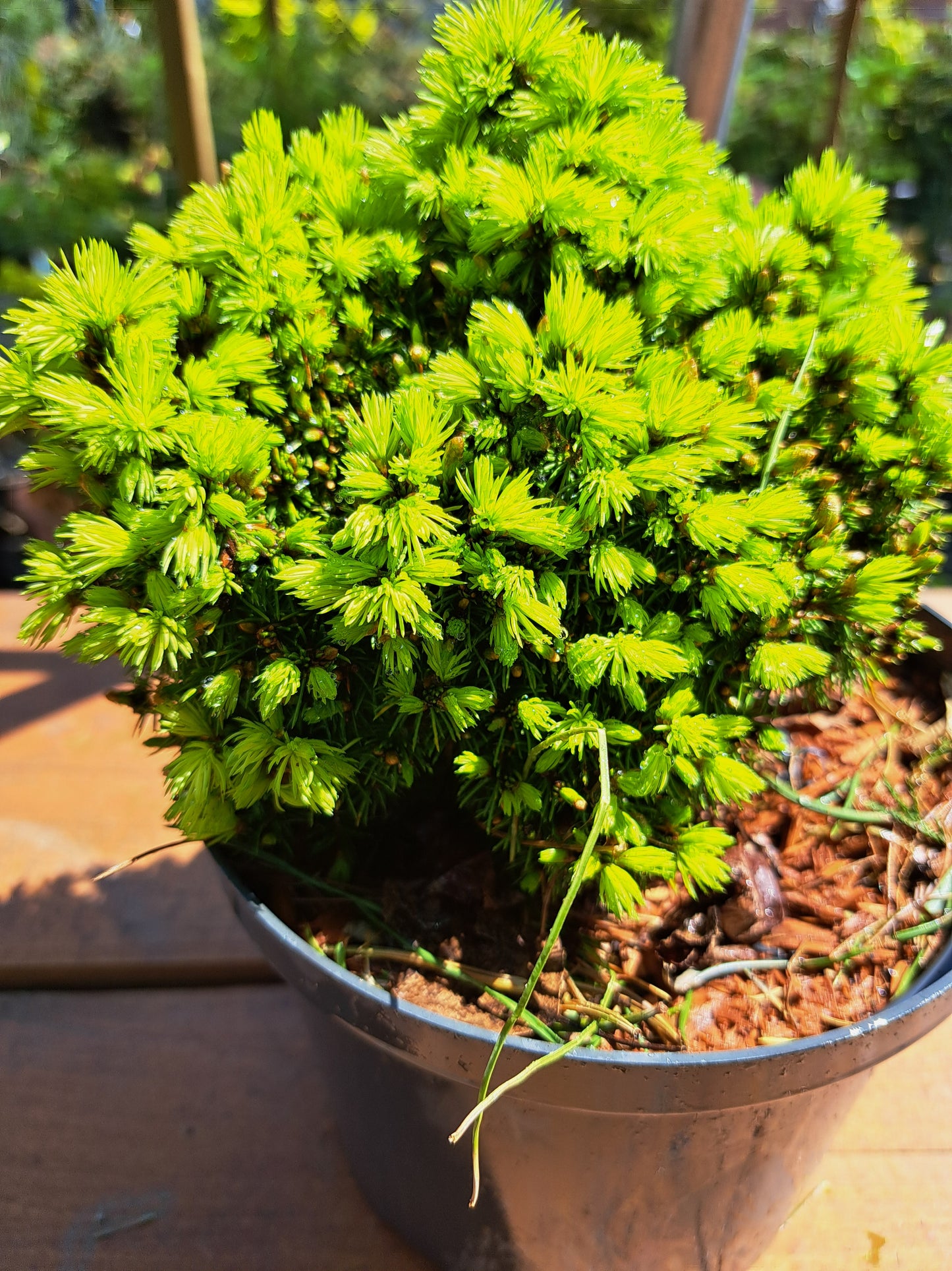 Picea glauca 'Jalako Gold' 20 cm