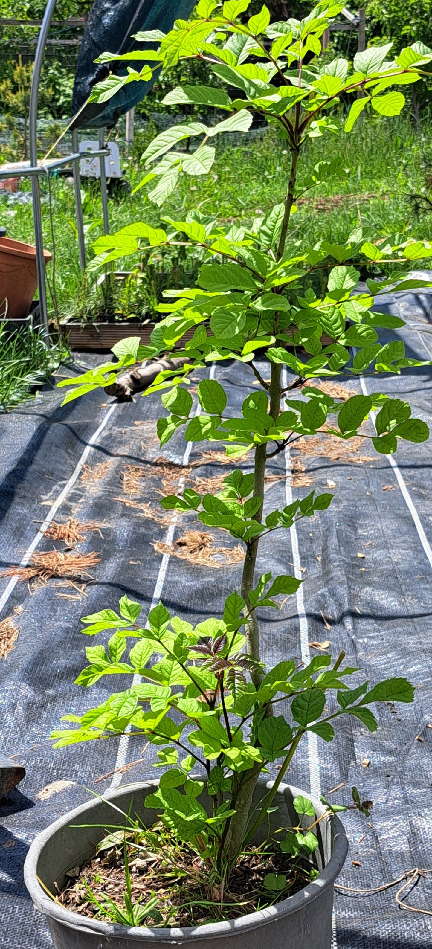 Fraxinus excelsior - frasin - 70-80 cm