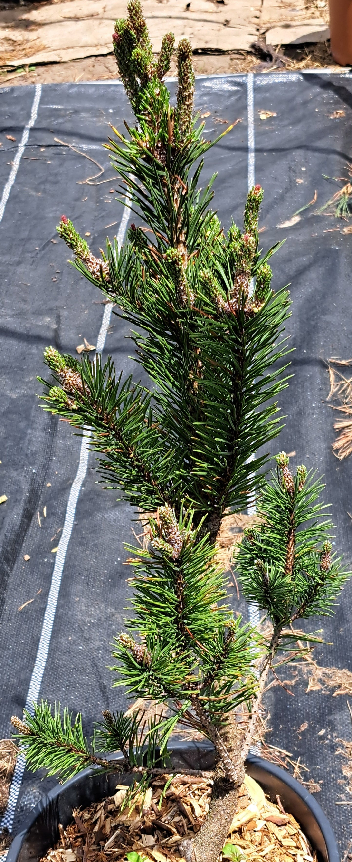 Pinus contorta 'Fastigiata' - 55 cm