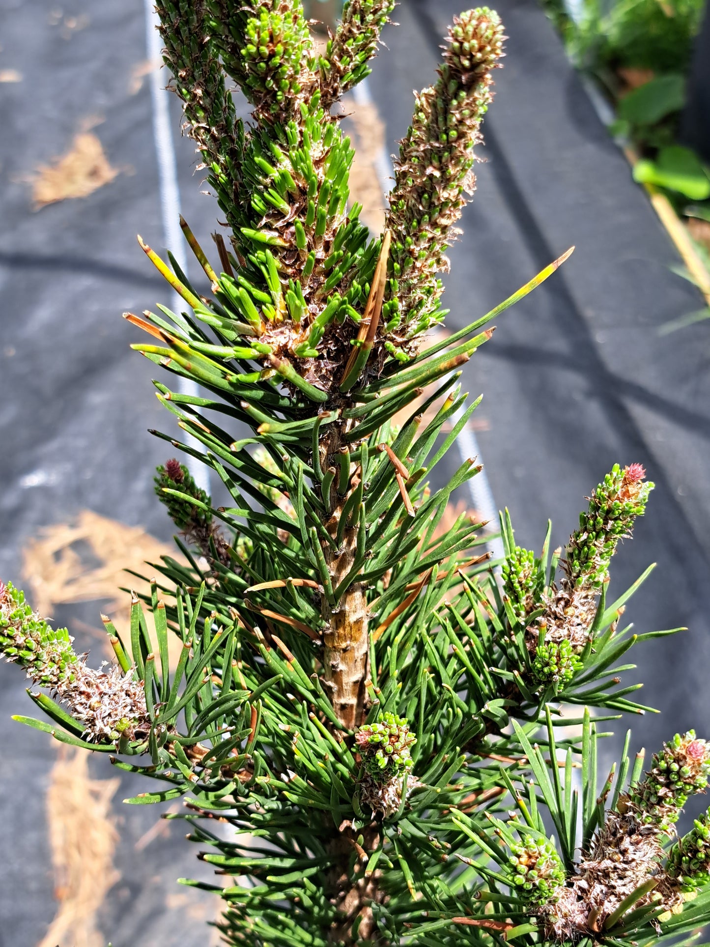 Pinus contorta 'Fastigiata' - 55 cm