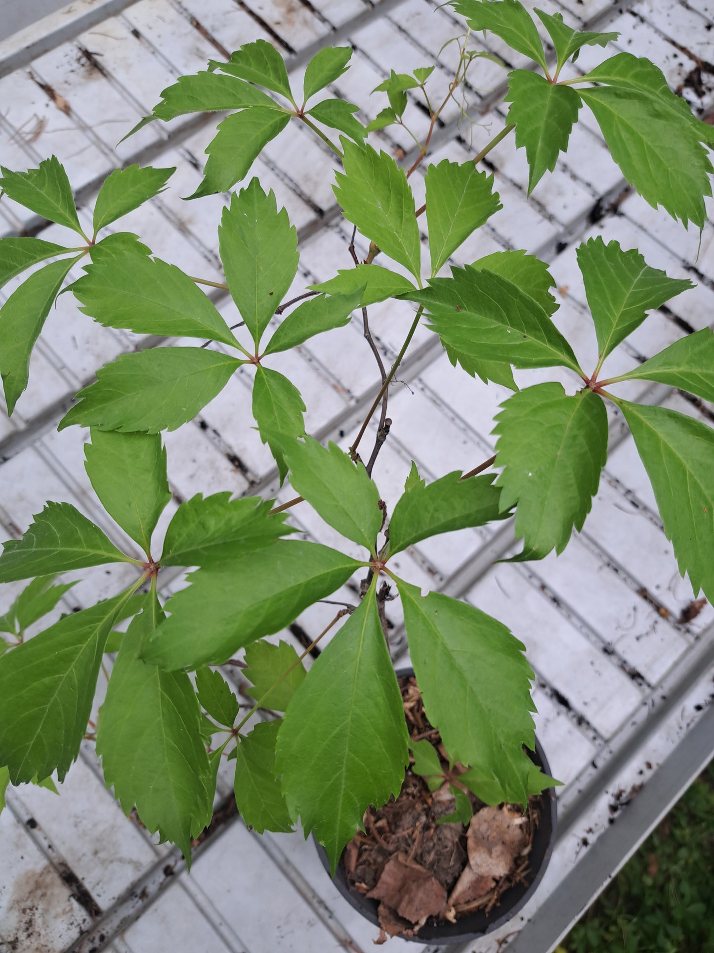 Viță canadiană - Parthenocissus quinquefolia