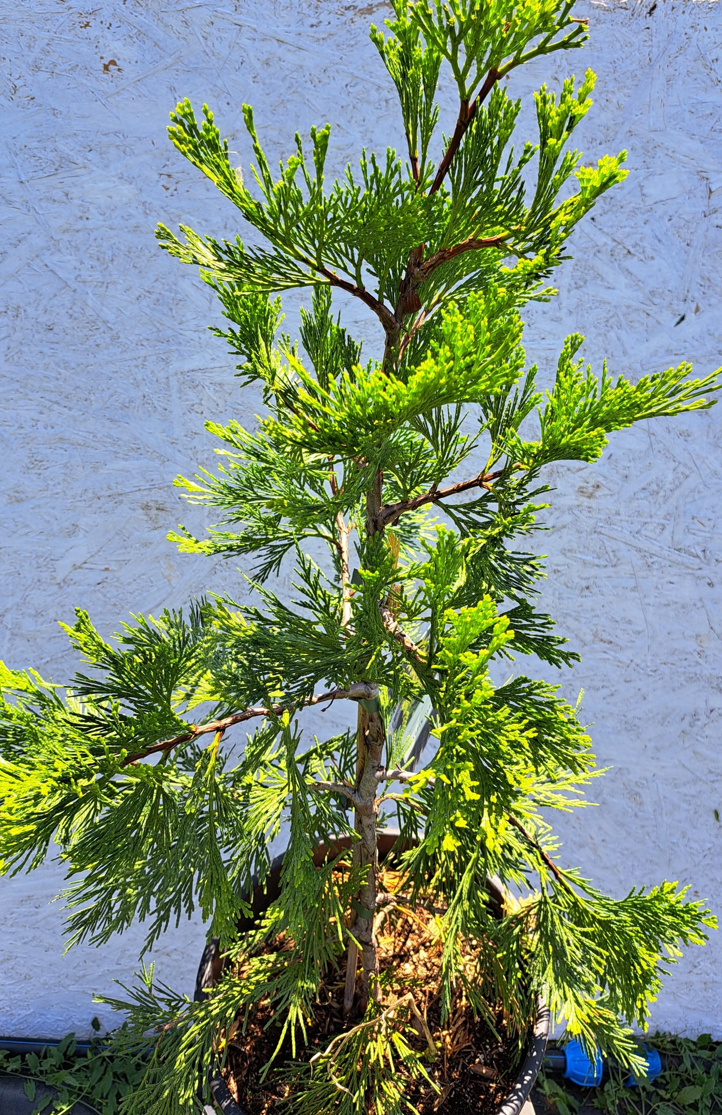 Calocedrus decurrens 'Maupin Glow' 50-70