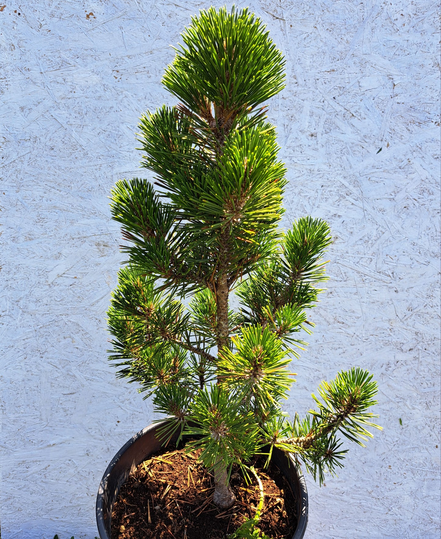 Pinus thunbergii Kotobuki - 60 cm