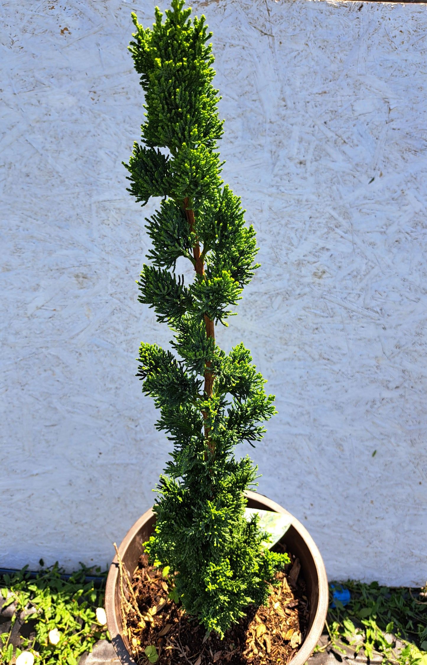 Chamaecyparis lawsoniana 'Wissel's Saguaro' 40-50 cm