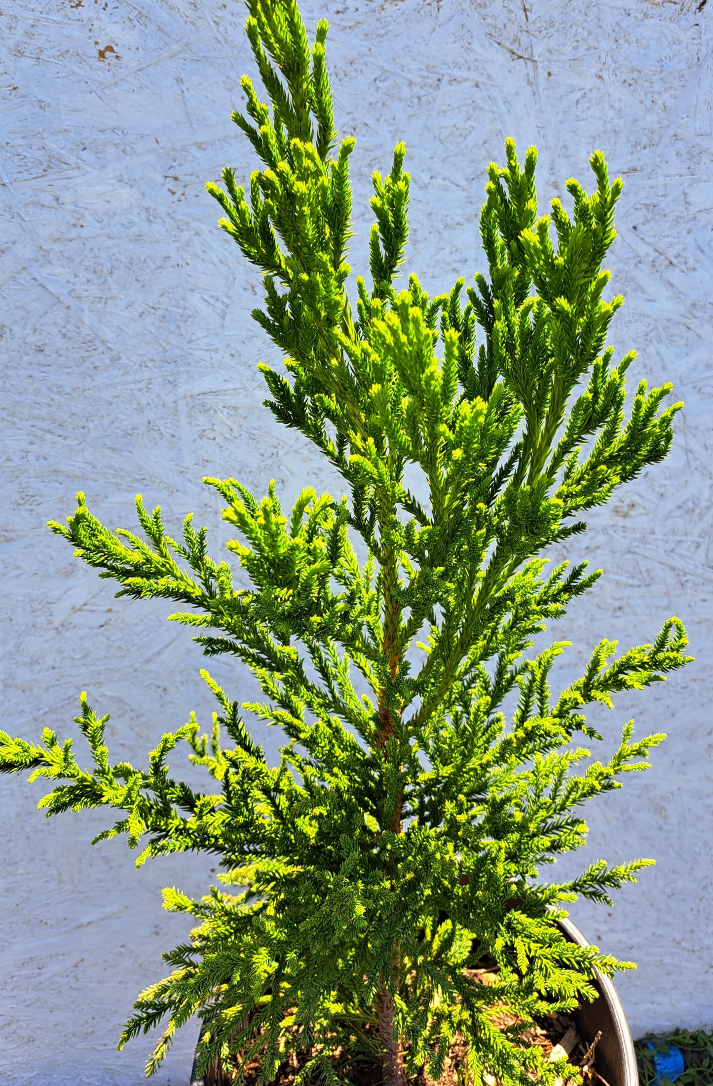 Cryptomeria japonica 'Jindai' 50-56 cm