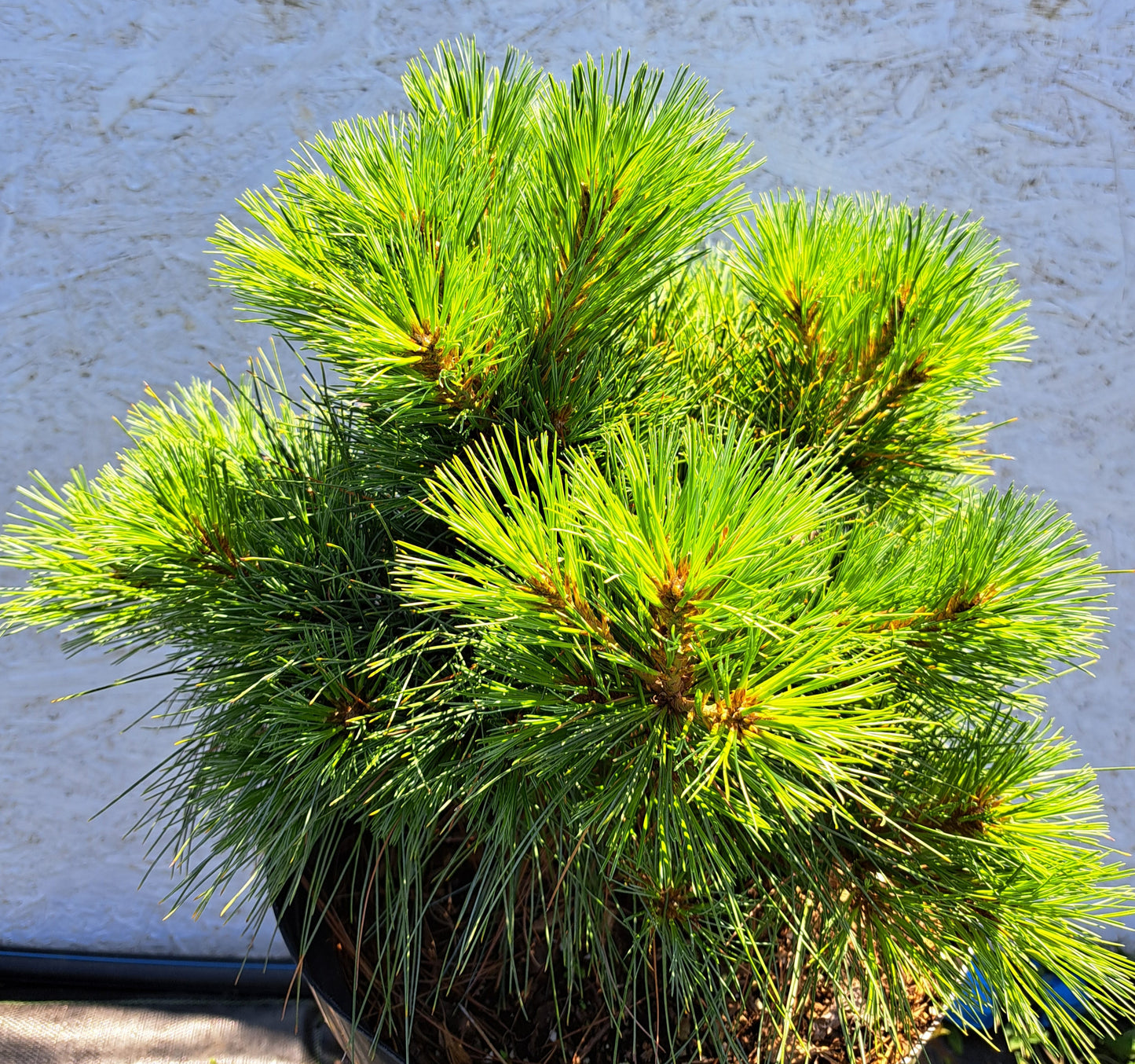 Pinus strobus 'Radiata' 55-60 cm