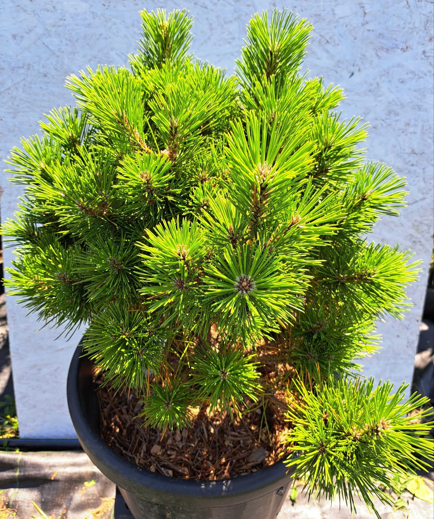 Pinus thunbergii 'Maijima' - Pin negru japonez 'Maijima' 50-55 cm