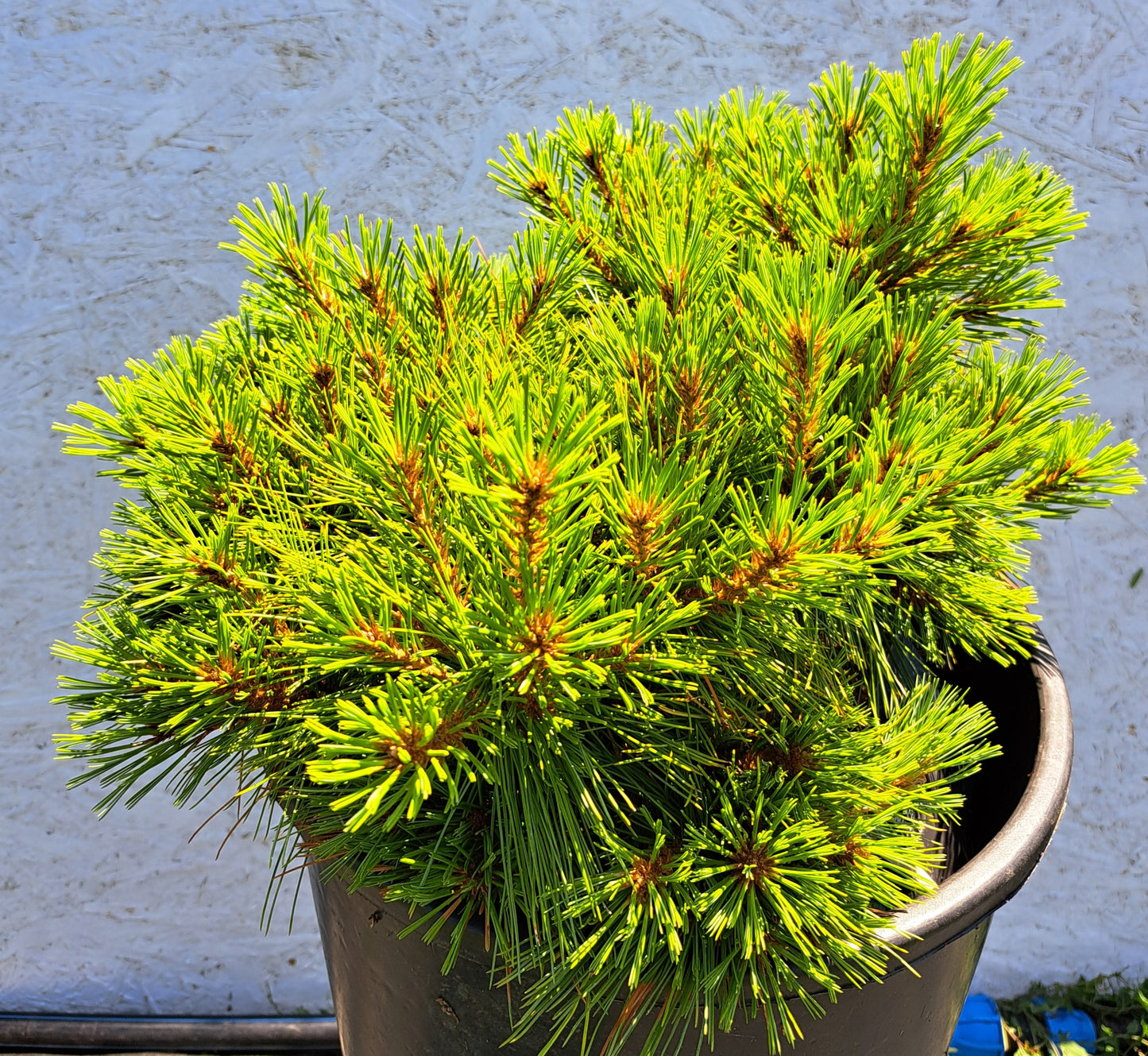 Pinus strobus 'Minima' 40-45 cm