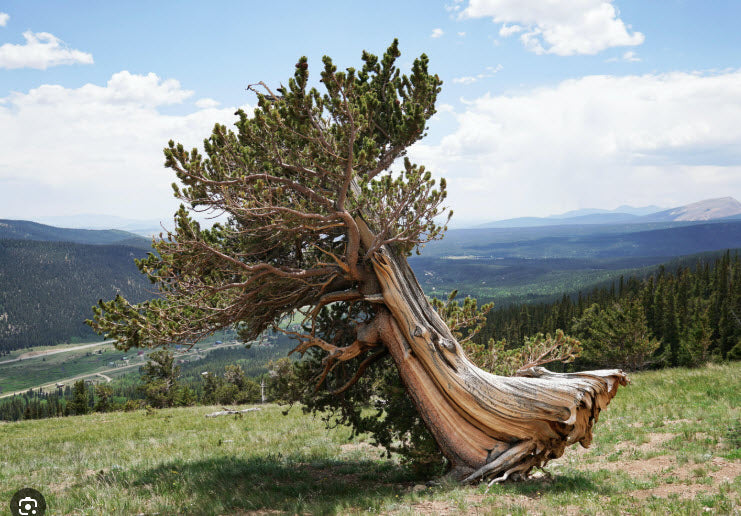 Pinus aristata - Bristlecone pine - 35 cm