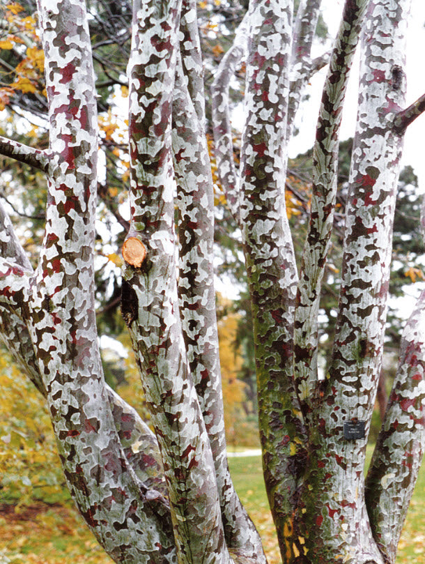 Pinus bungeana - Lacebark pine 35 cm