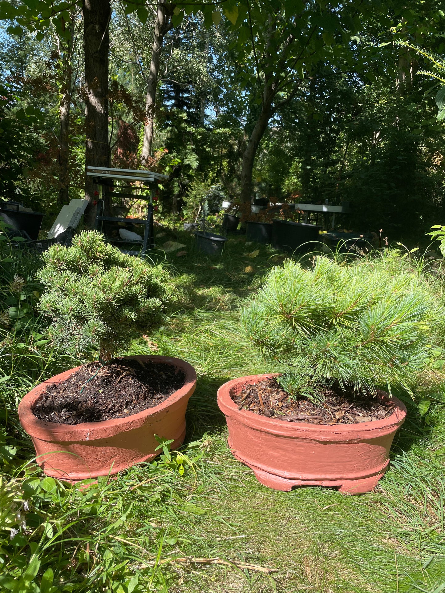 Pinus strobus 'Minima' 50-55cm