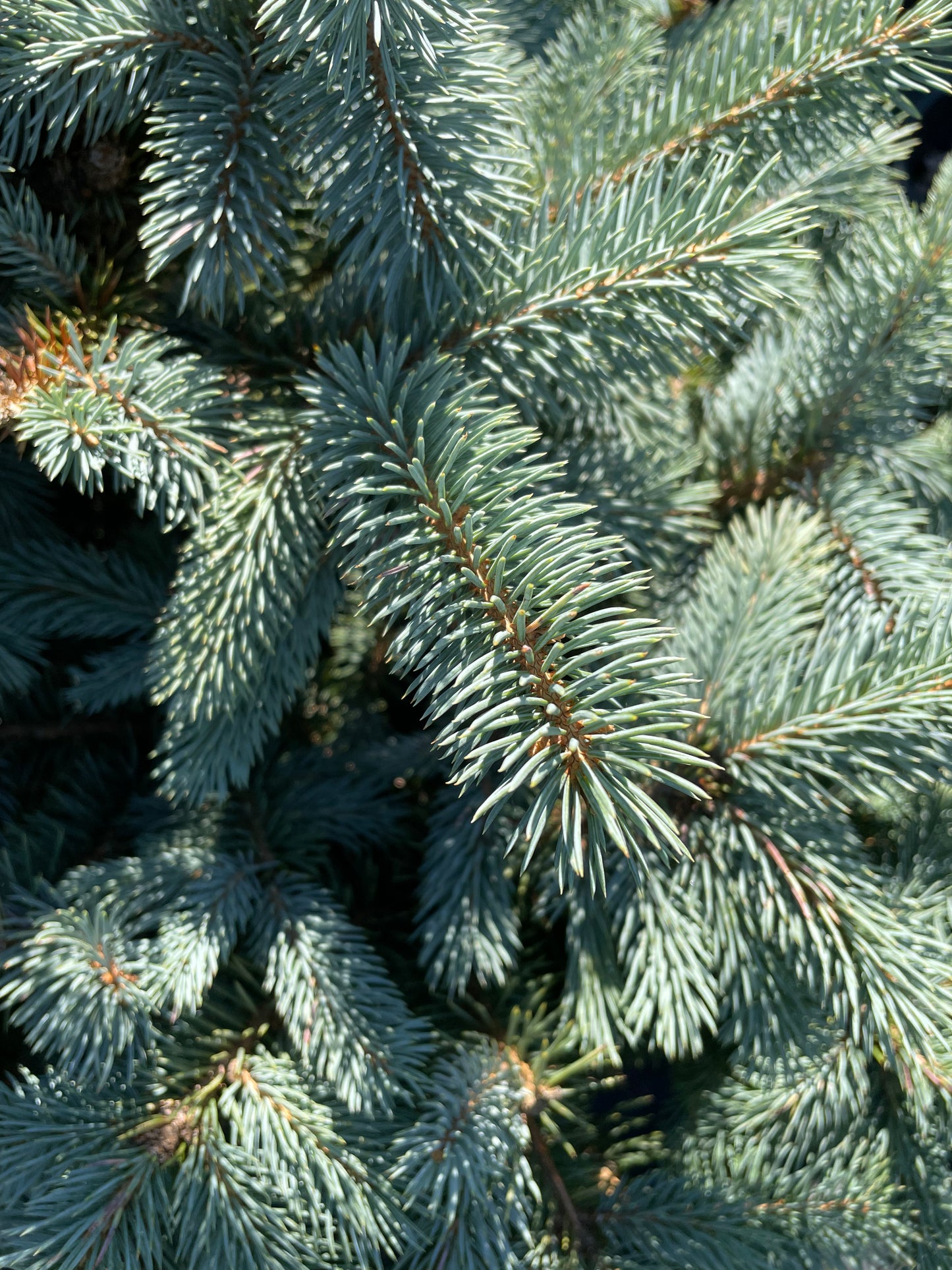'Brad' Molid argintiu - Picea pungens 'Baby Blue' - 80 cm