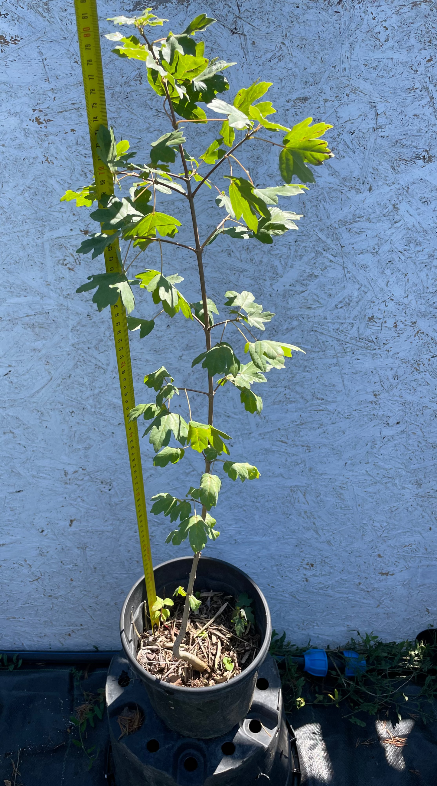 Acer campestre - Jugastru - 80 cm