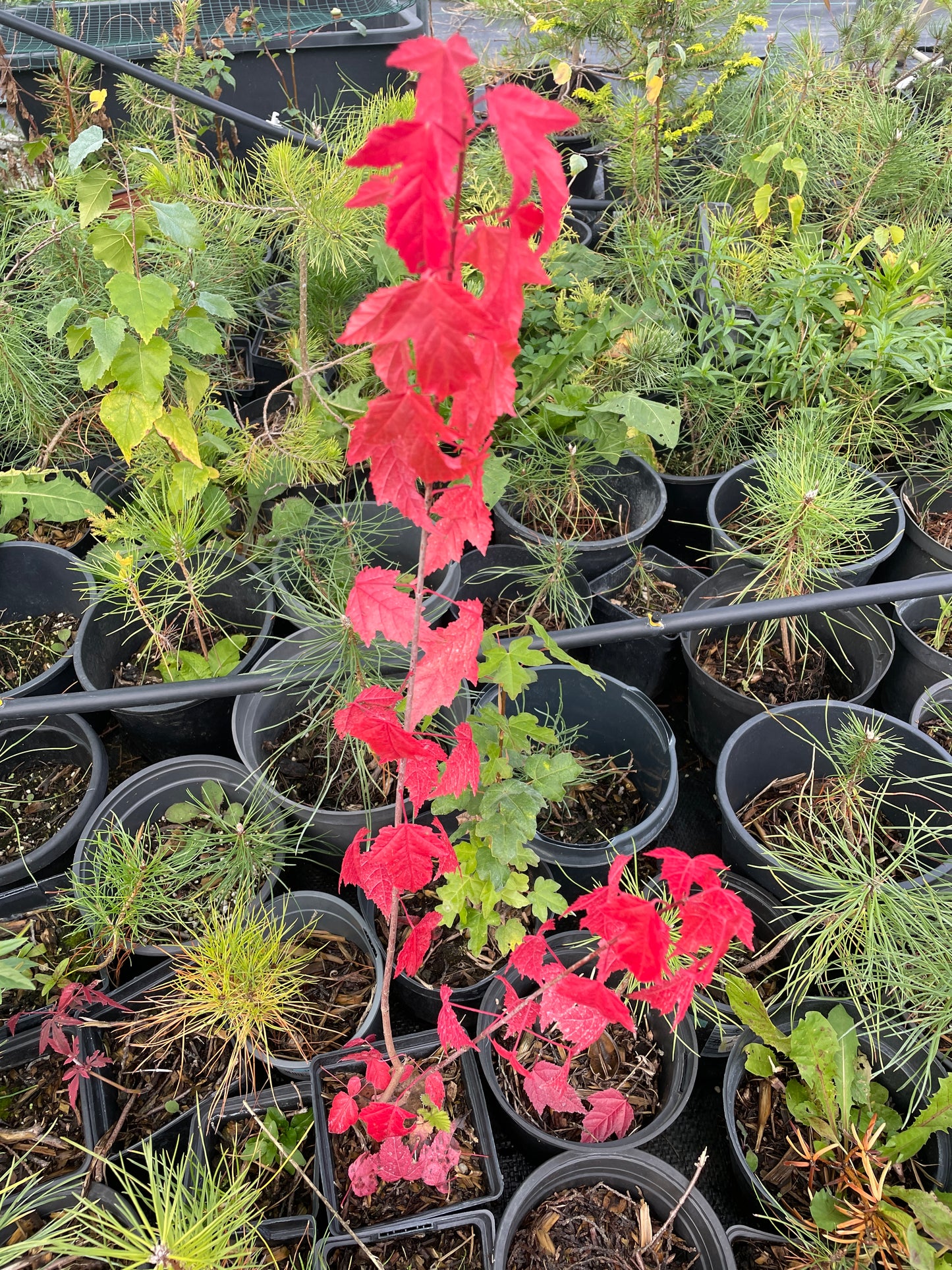 Arțar de Manciuria - Acer ginnala - 50 cm