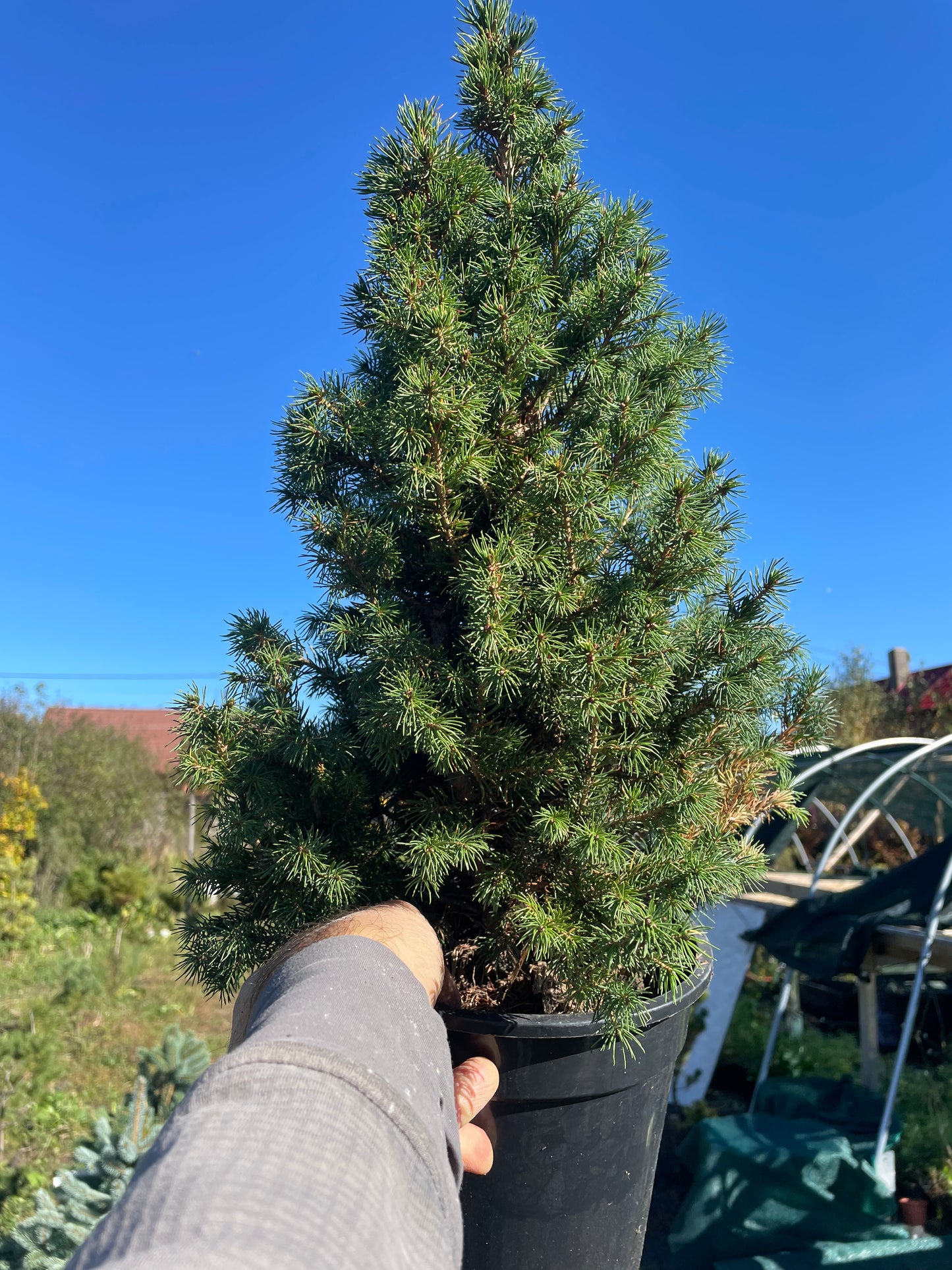 Picea glauca conica 'Speedy' - 40-45 cm