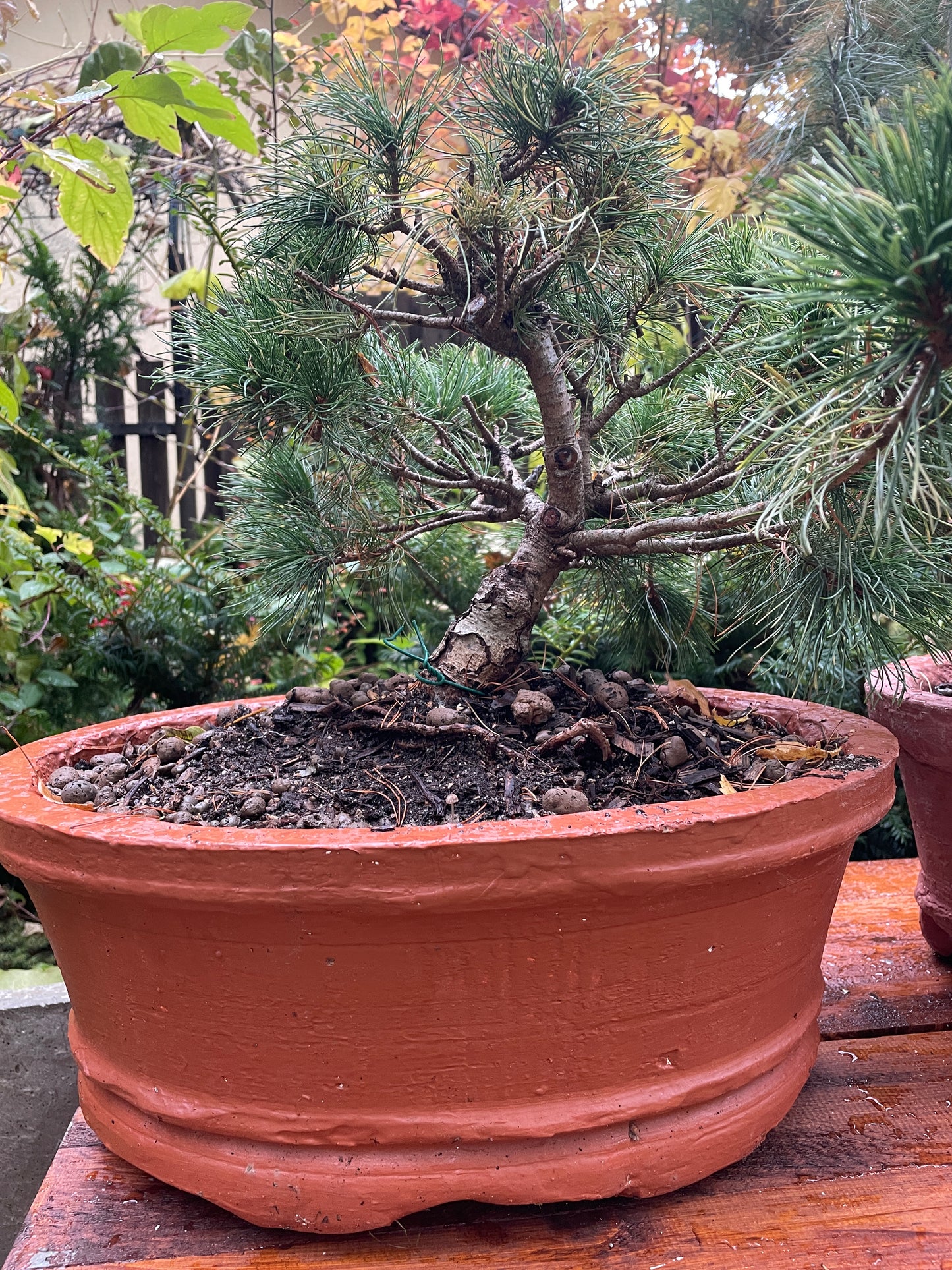 Bonsai Pinus parviflora 'Tanima no yuki'