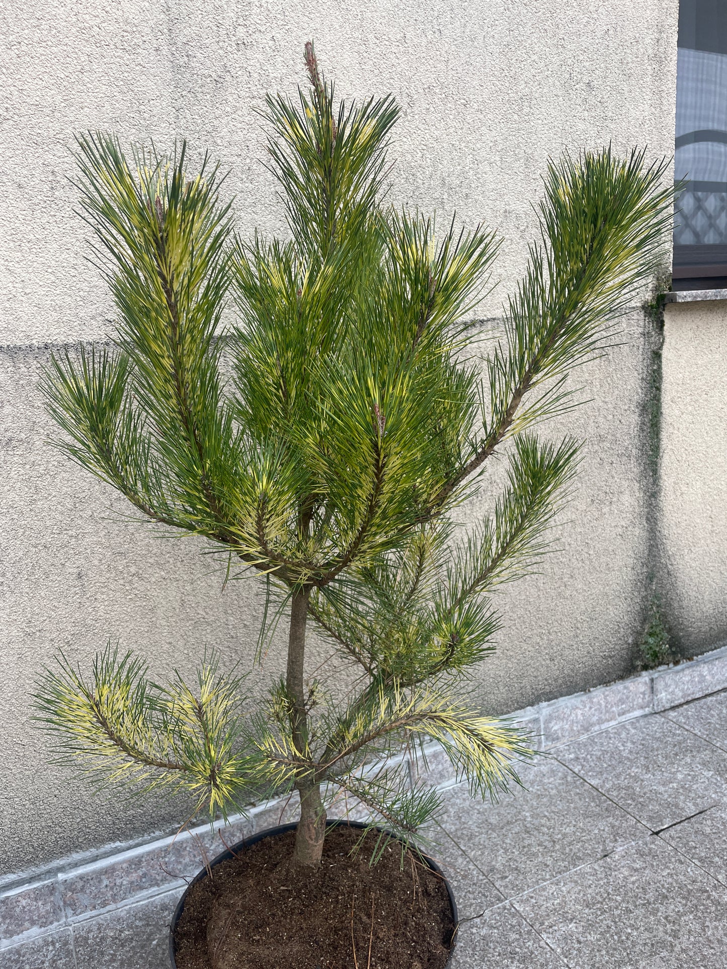 Pinus densiflora 'Oculus Draconis' - 90-95 cm (fara ghiveci)