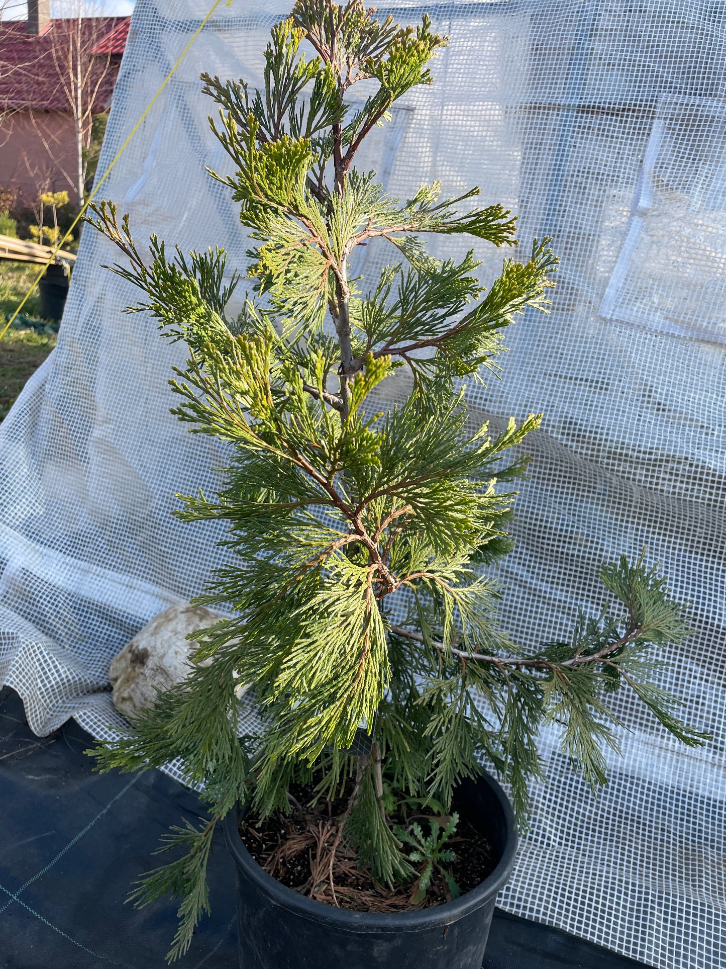 Calocedrus decurrens 'Maupin Glow' 50-70