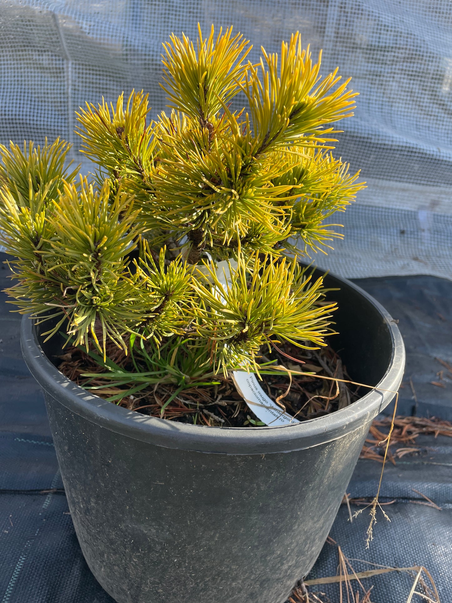Pinus mugo 'Wintergold' 25 -30 cm