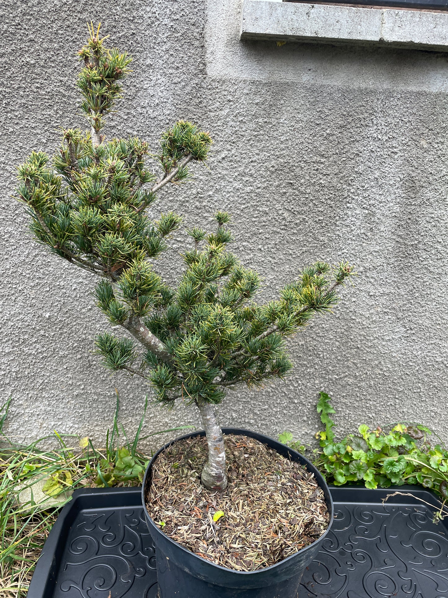 Pinus parviflora 'Koko-no-e' - 50-55 cm