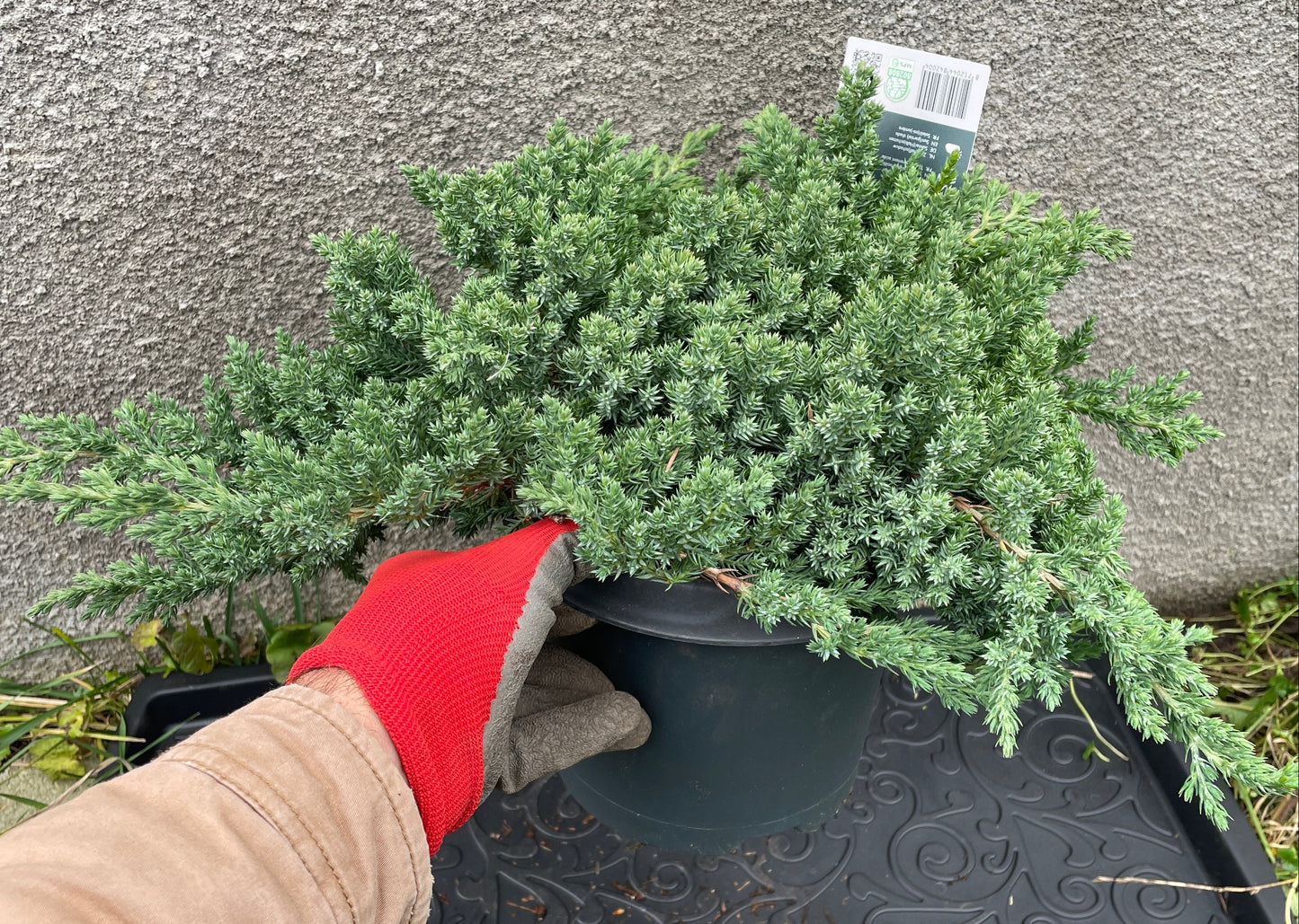 Juniperus procumbens 'Nana'