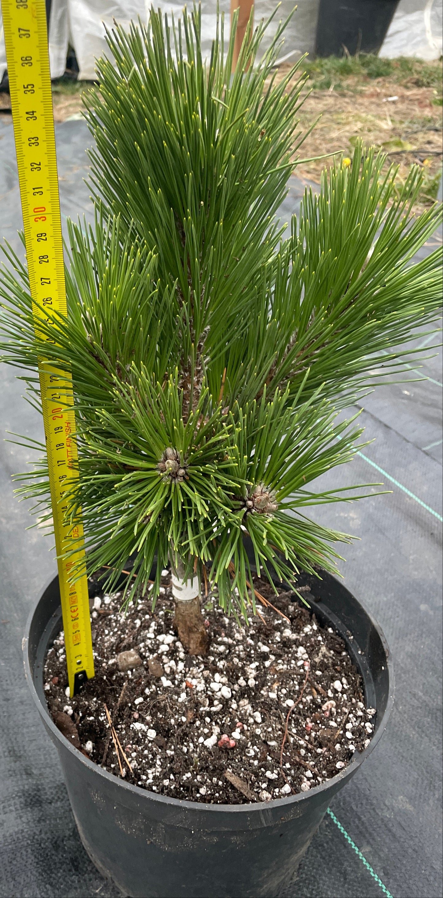 Pinus thunbergii 'Thunderhead' - 35, 55 cm
