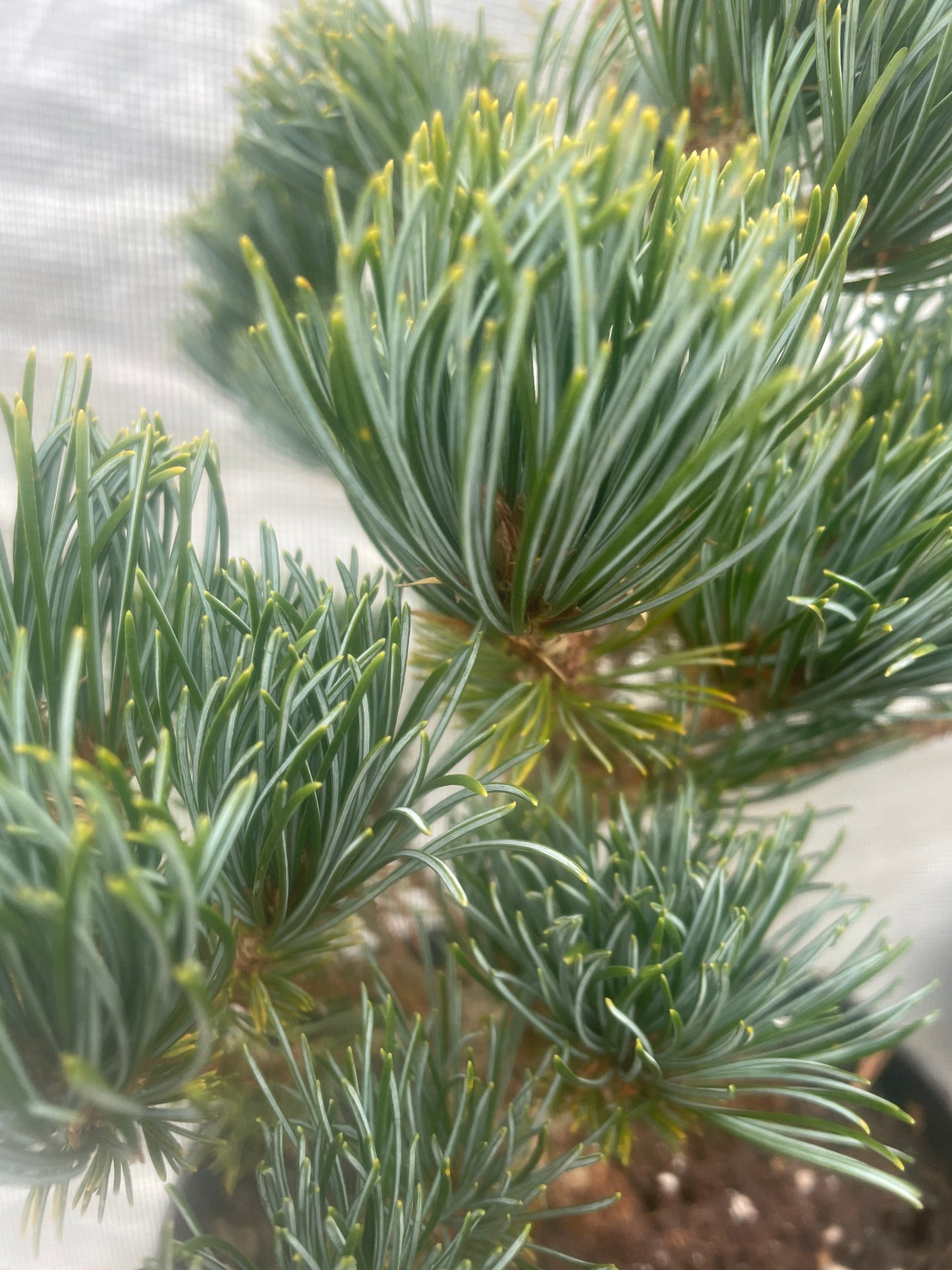 Pinus parviflora 'Beran' - 30-35 cm