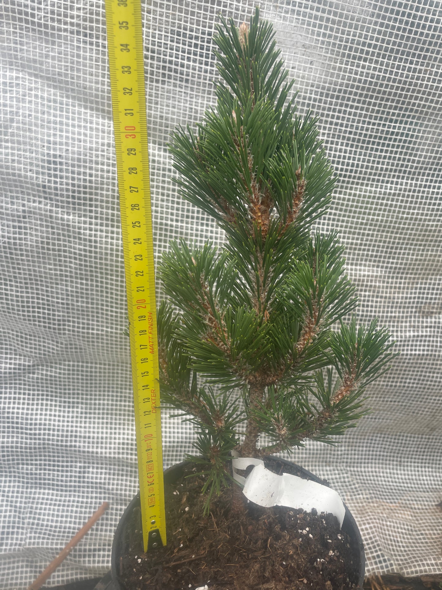 Pinus thunbergii 'Kotobuki' - 35 cm