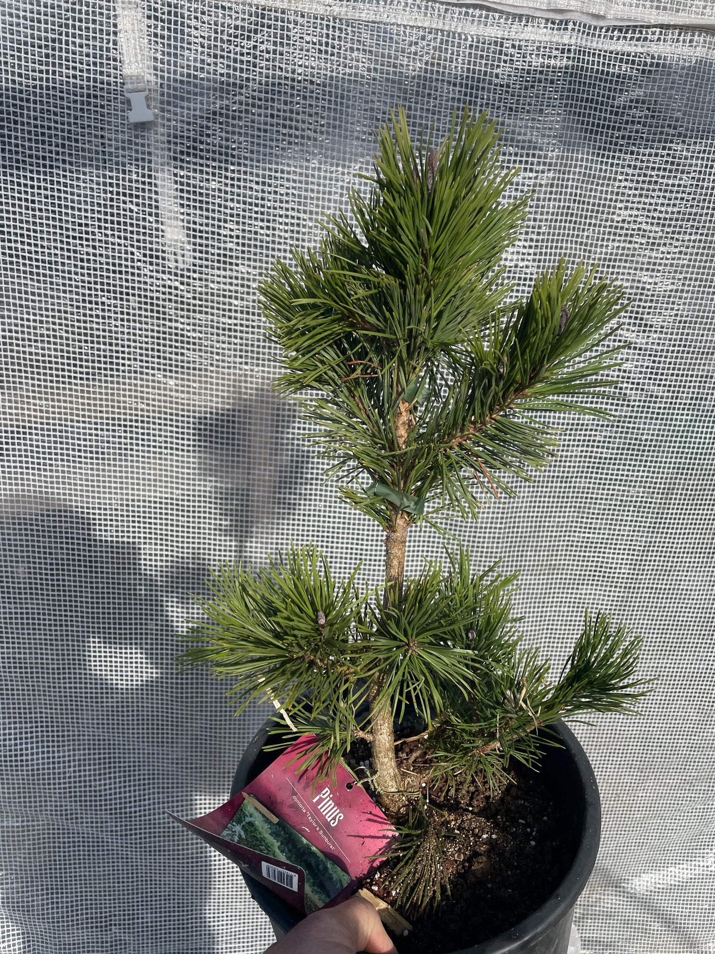 Pinus contorta 'Taylor's Sunburst' - 40-50 cm
