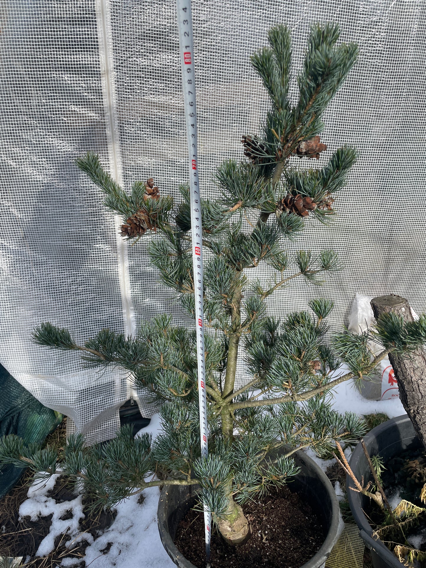 Pinus parviflora 'Shu-re' - 80-85 cm