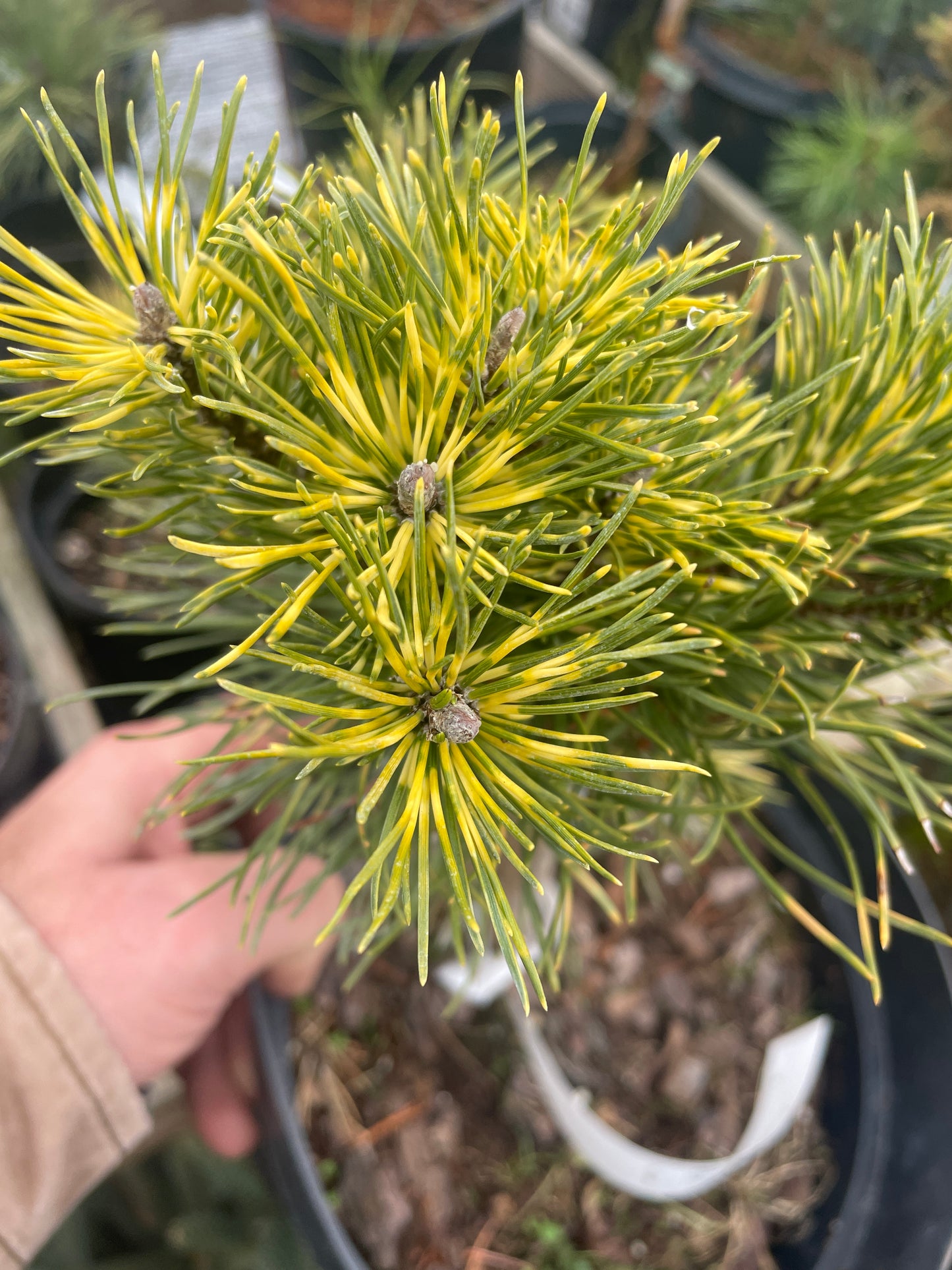 Pinus mugo 'Kokarde'